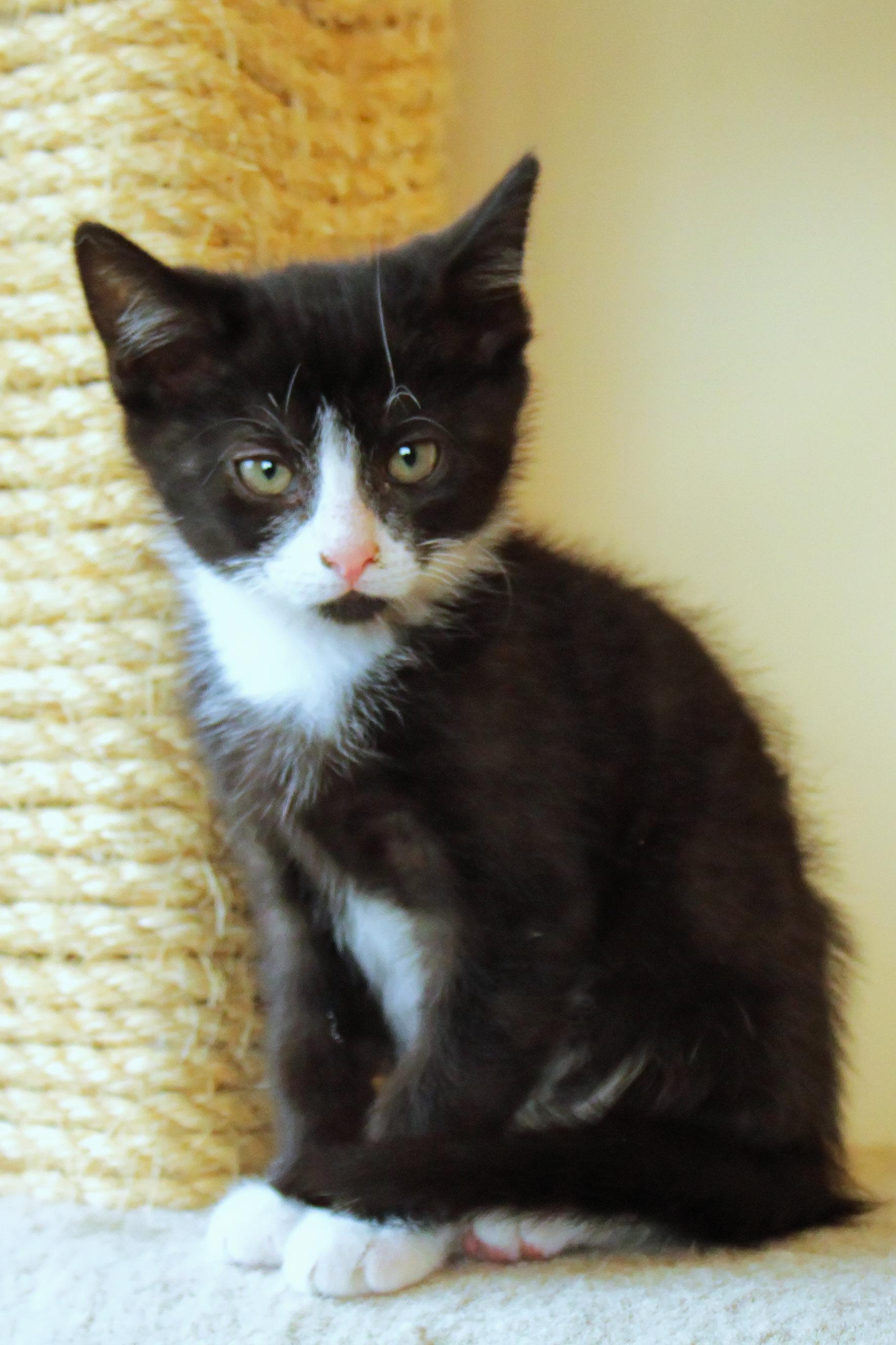 Enlarge River, a Adoptable Domestic Short Hair in Urbana, OH image 2/6