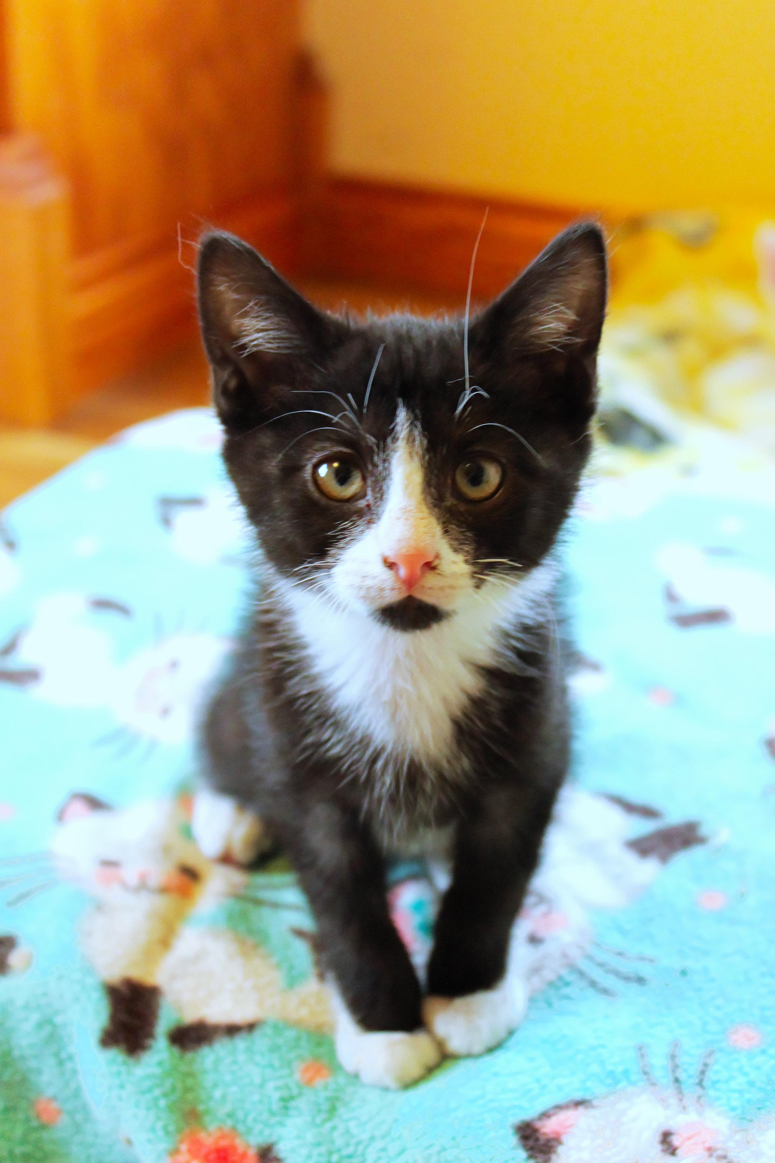 Enlarge River, a Adoptable Domestic Short Hair in Urbana, OH image 3/6