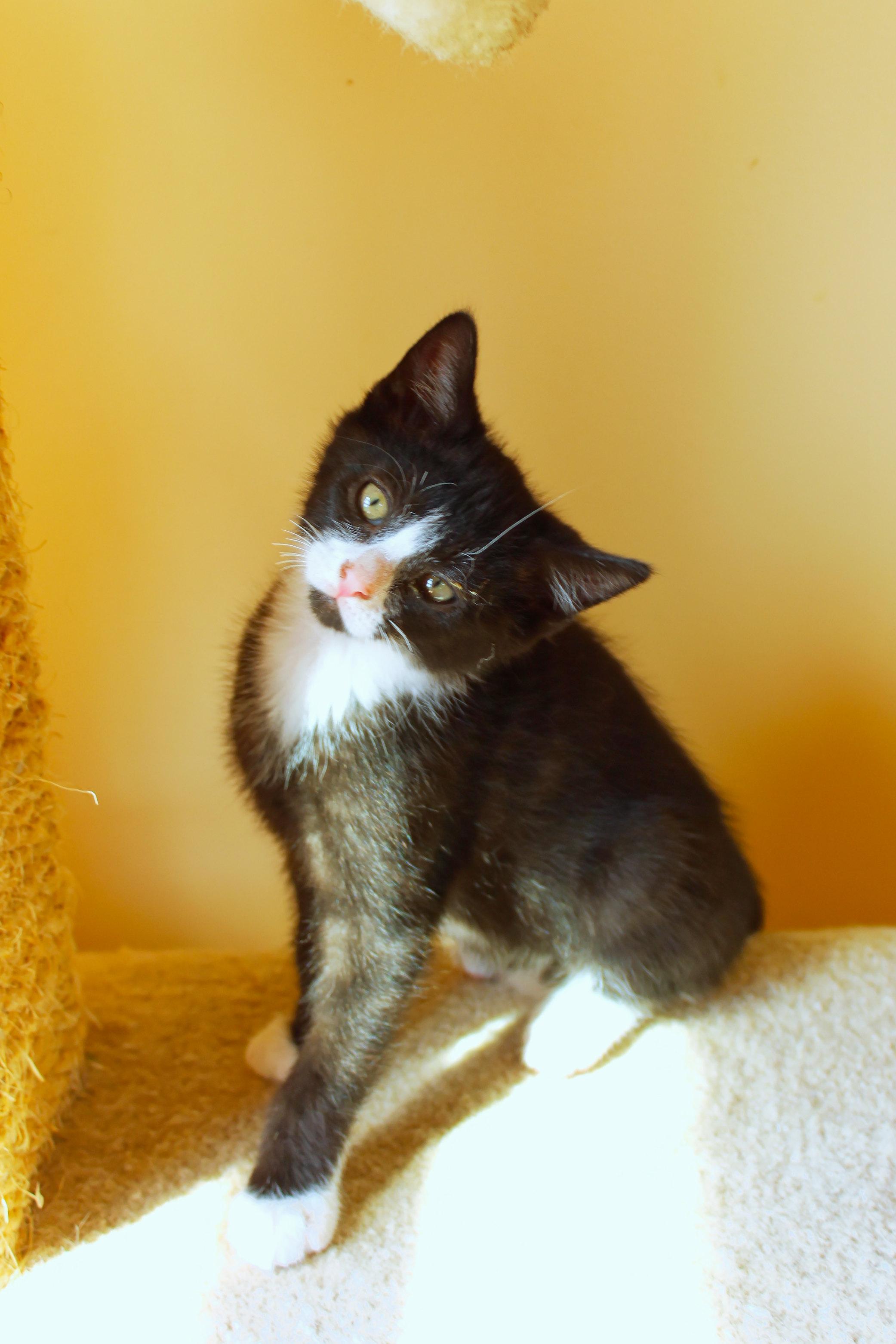 Enlarge River, a Adoptable Domestic Short Hair in Urbana, OH image 4/6