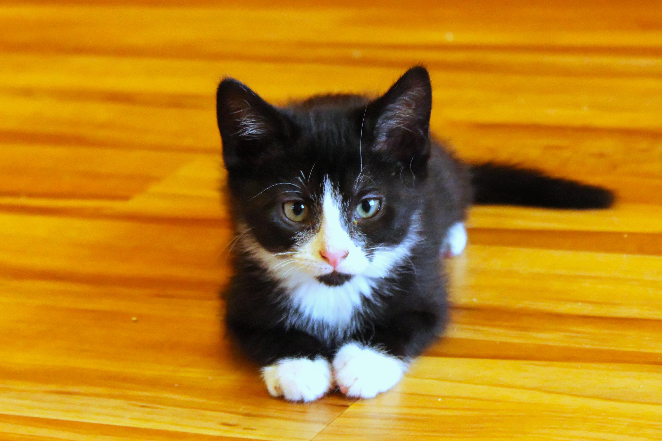 Enlarge River, a Adoptable Domestic Short Hair in Urbana, OH image 5/6
