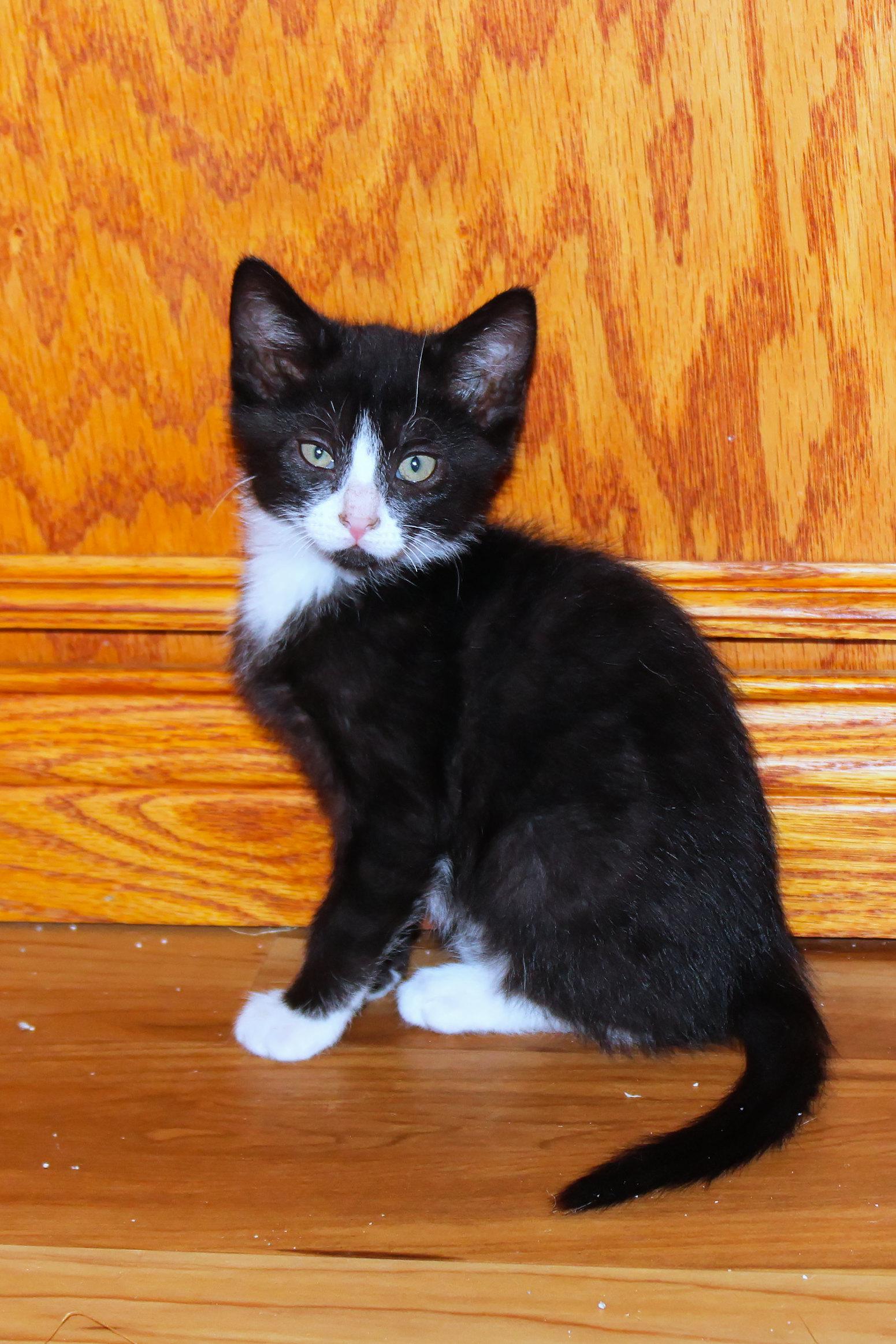 Enlarge River, a Adoptable Domestic Short Hair in Urbana, OH image 1/6