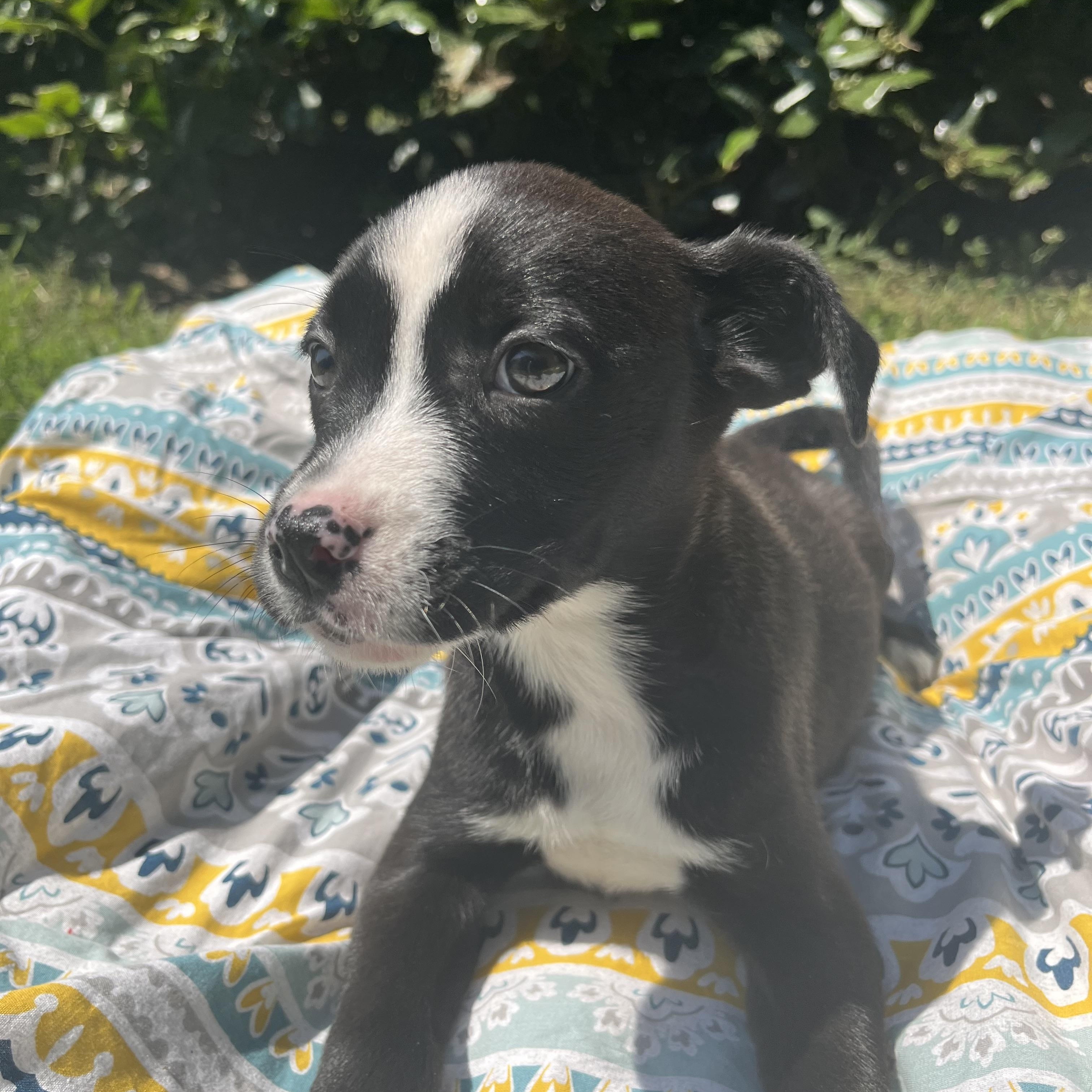 Hello Im Bexley I am a 10 week old boxer mix female I am very friendly I am very loving