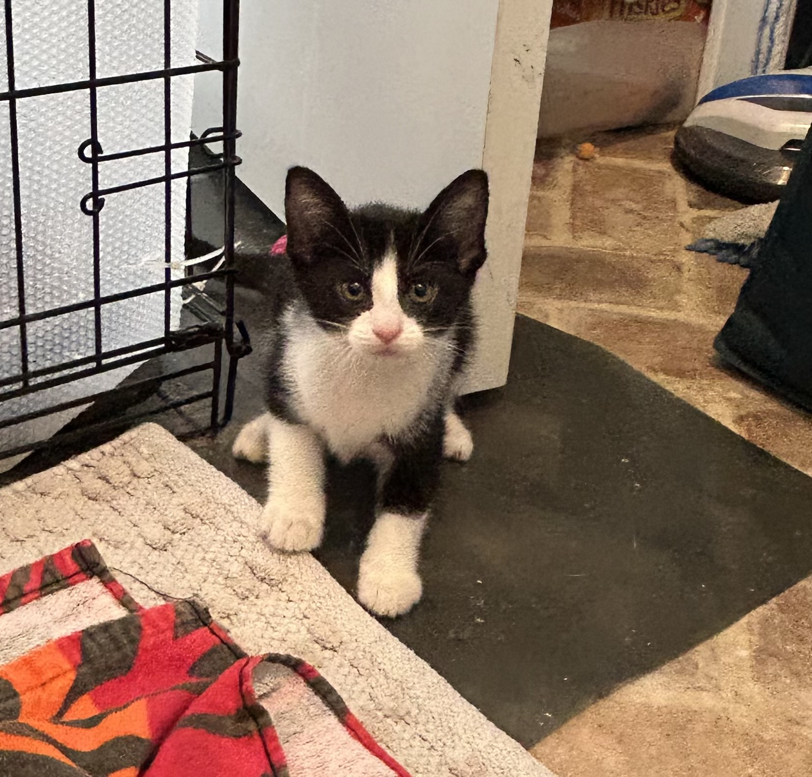 Cat for adoption Poppet Riley Fuzzel Petsmart , a Tuxedo in Spring