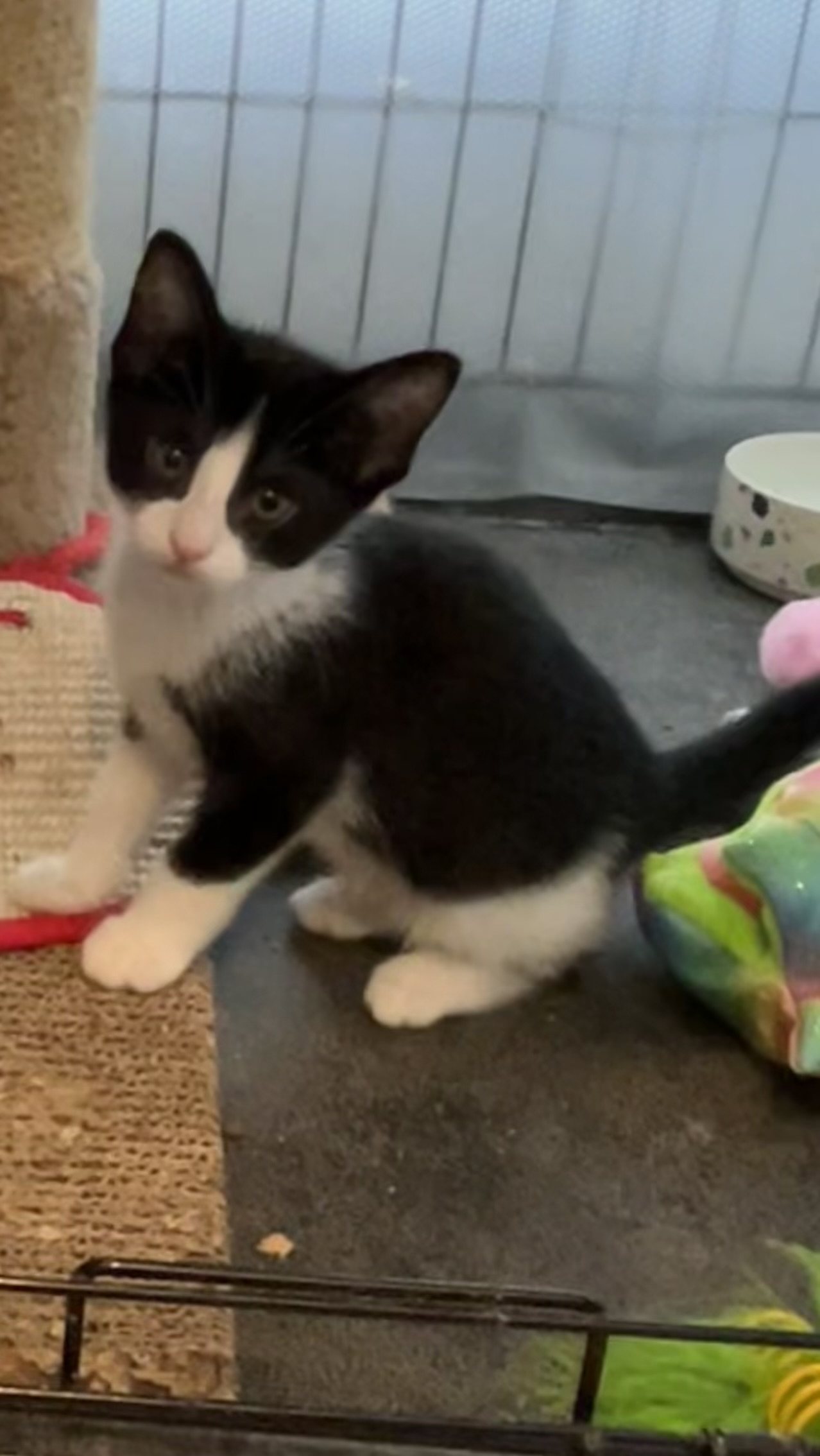 Cat for adoption Poppet Riley Fuzzel Petsmart , a Tuxedo in Spring