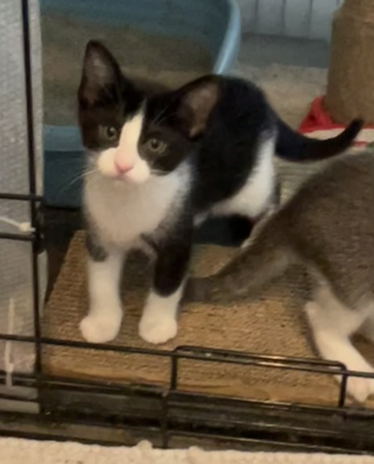 Cat for adoption Poppet Riley Fuzzel Petsmart , a Tuxedo in Spring