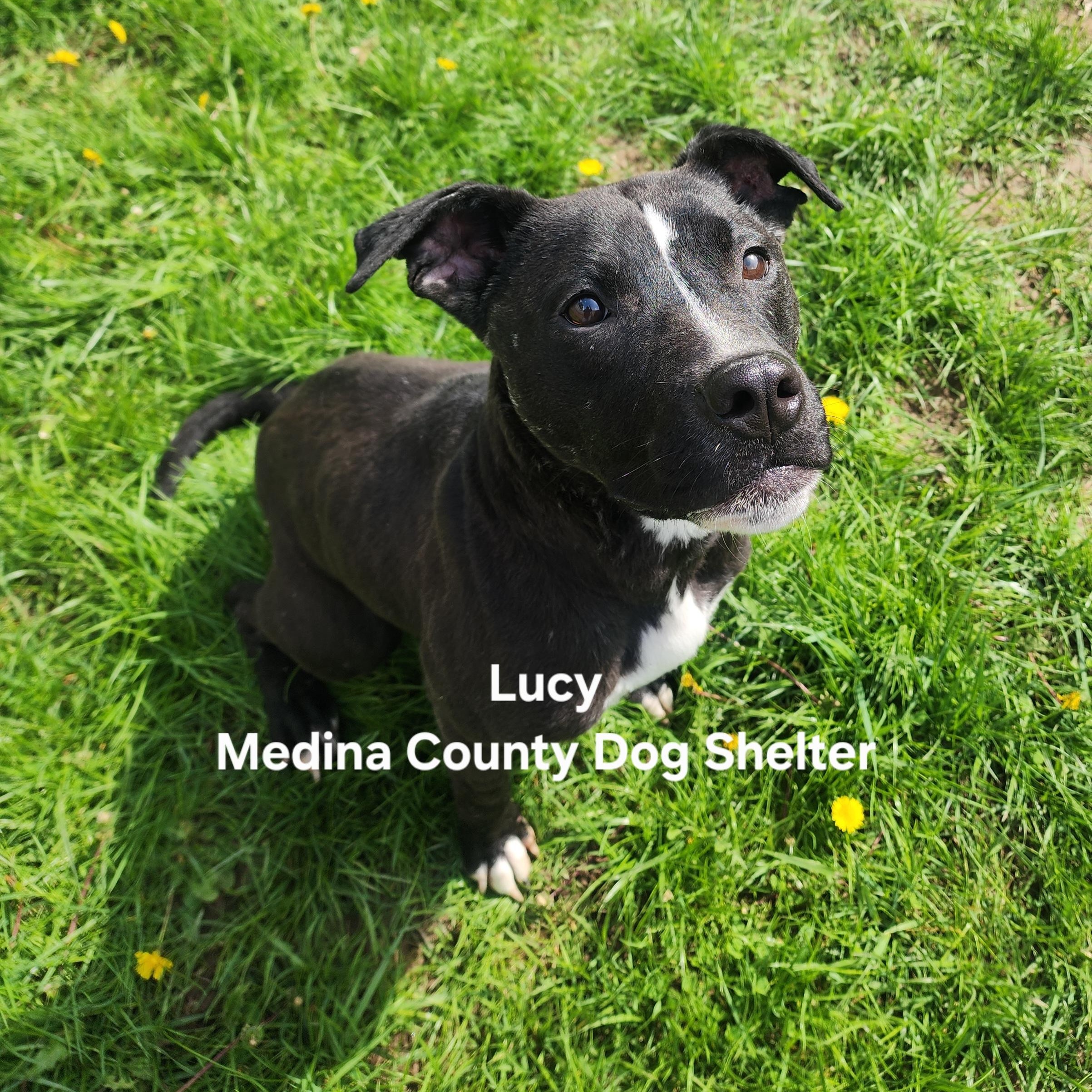 Enlarge Lucy, a ADOPTABLE mixed breed in Medina, OH image 2/3