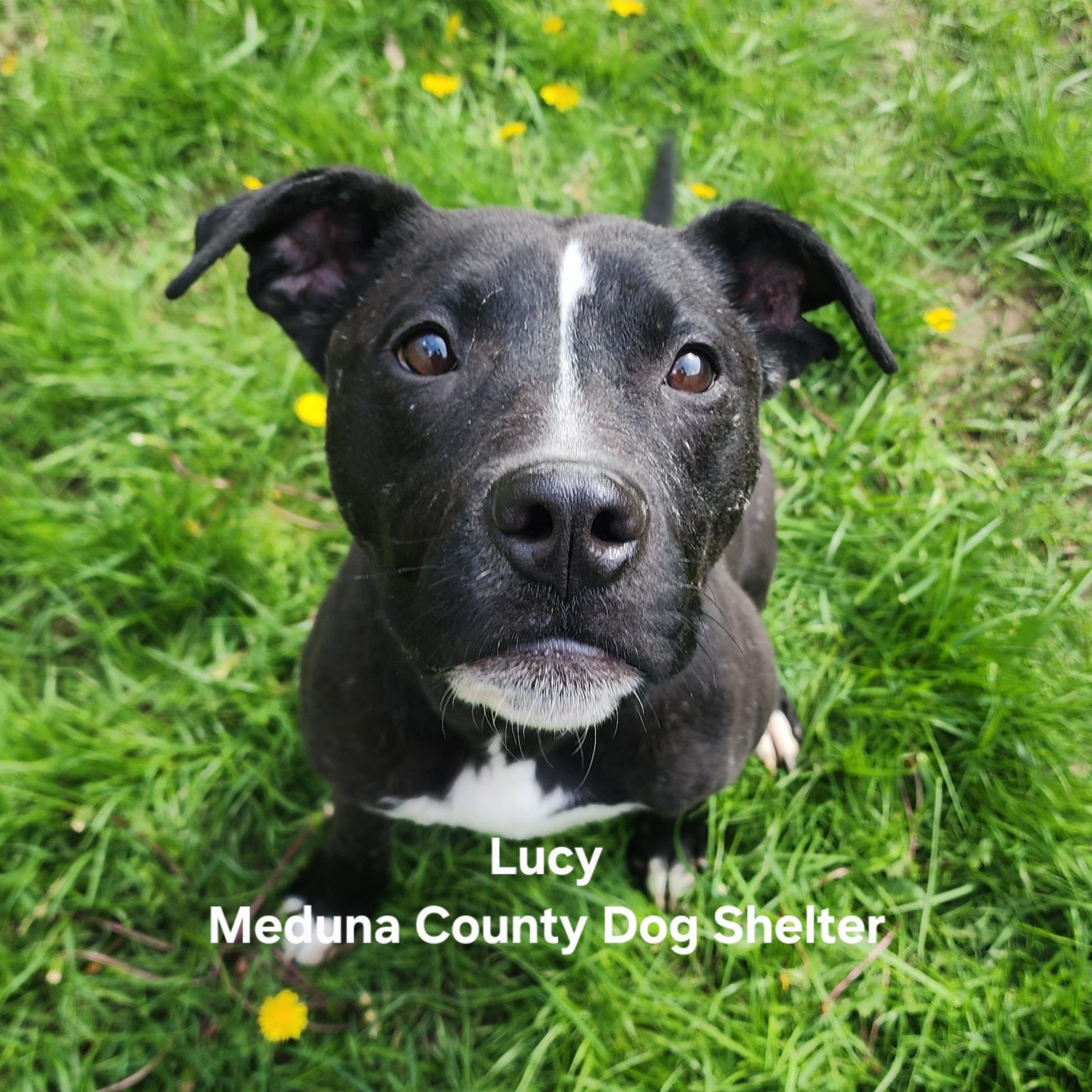 Enlarge Lucy, a ADOPTABLE mixed breed in Medina, OH image 1/3