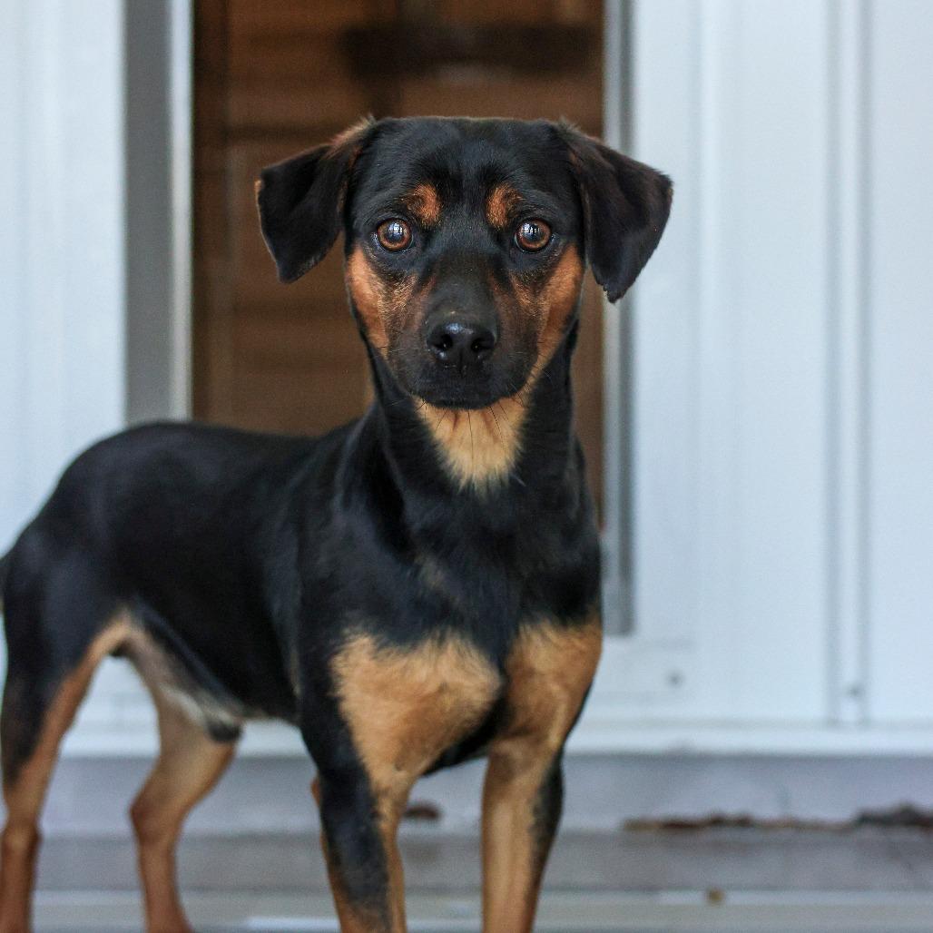 Doug, Adoptable, Adult Male Terrier.