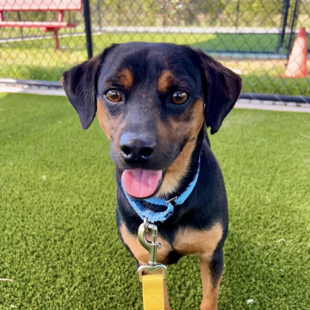Enlarge Doug, a Adoptable Terrier in Bradenton, FL image 2/3