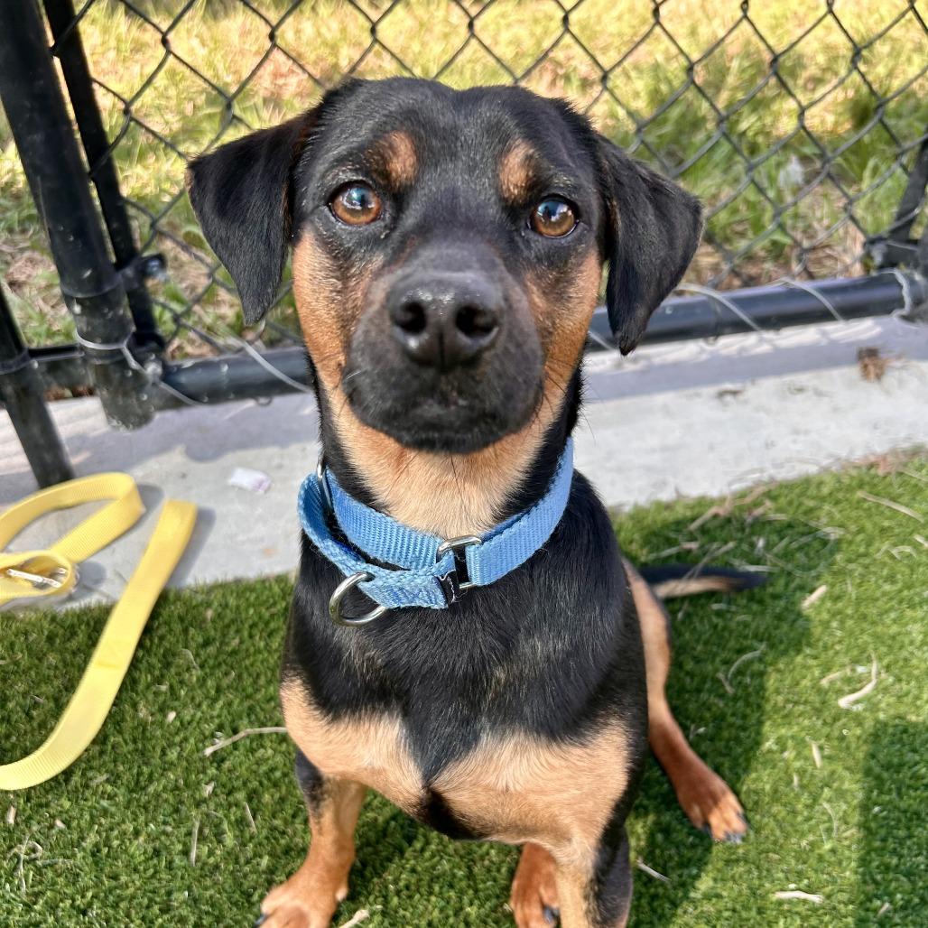 Enlarge Doug, a Adoptable Terrier in Bradenton, FL image 3/3