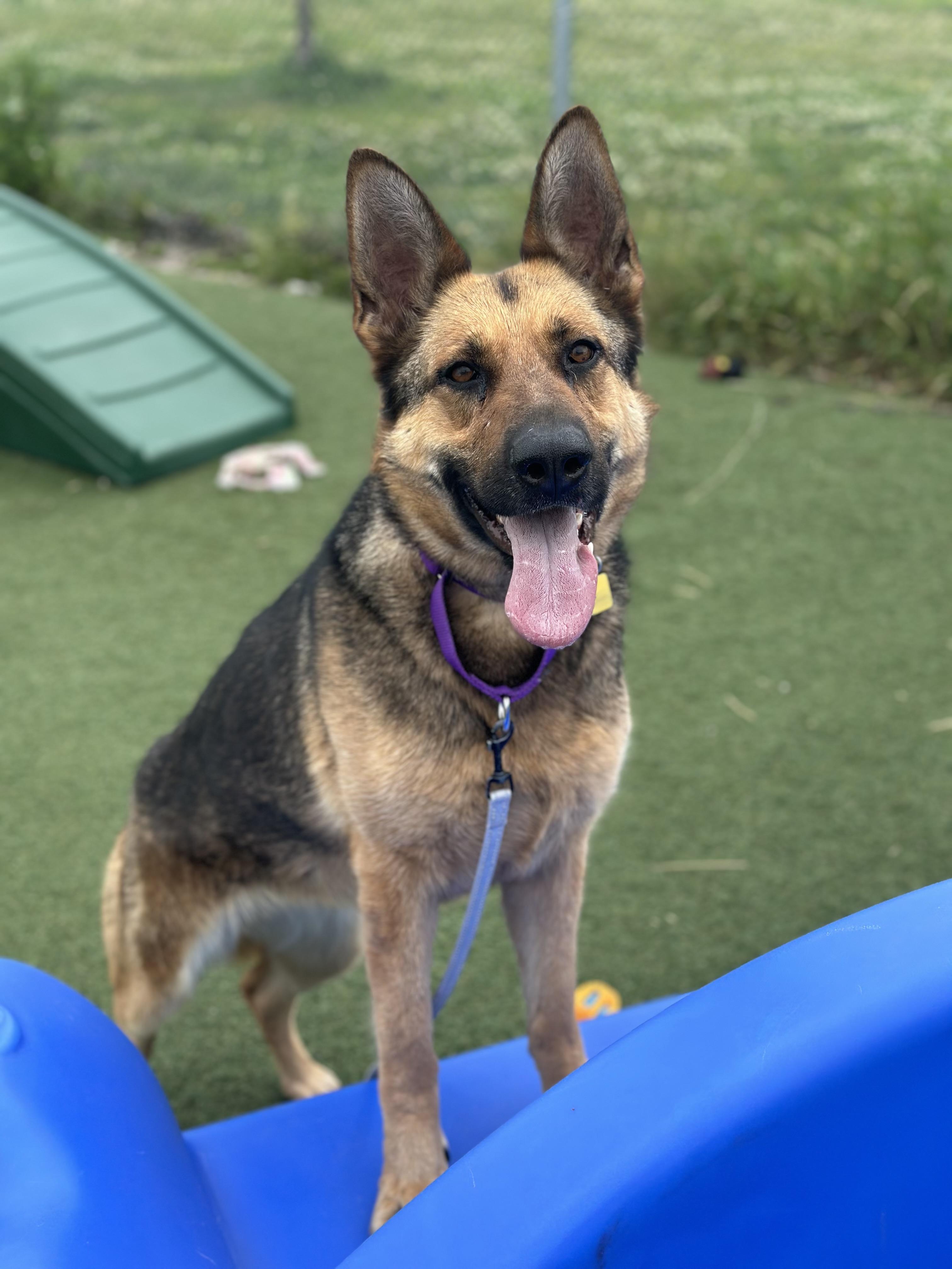 Enlarge Darby, an adopted mixed breed in Cleveland, OH image 4/6