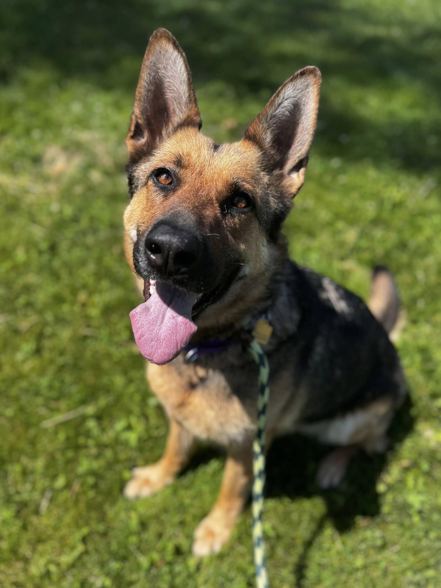 Enlarge Darby, an adopted mixed breed in Cleveland, OH image 1/6