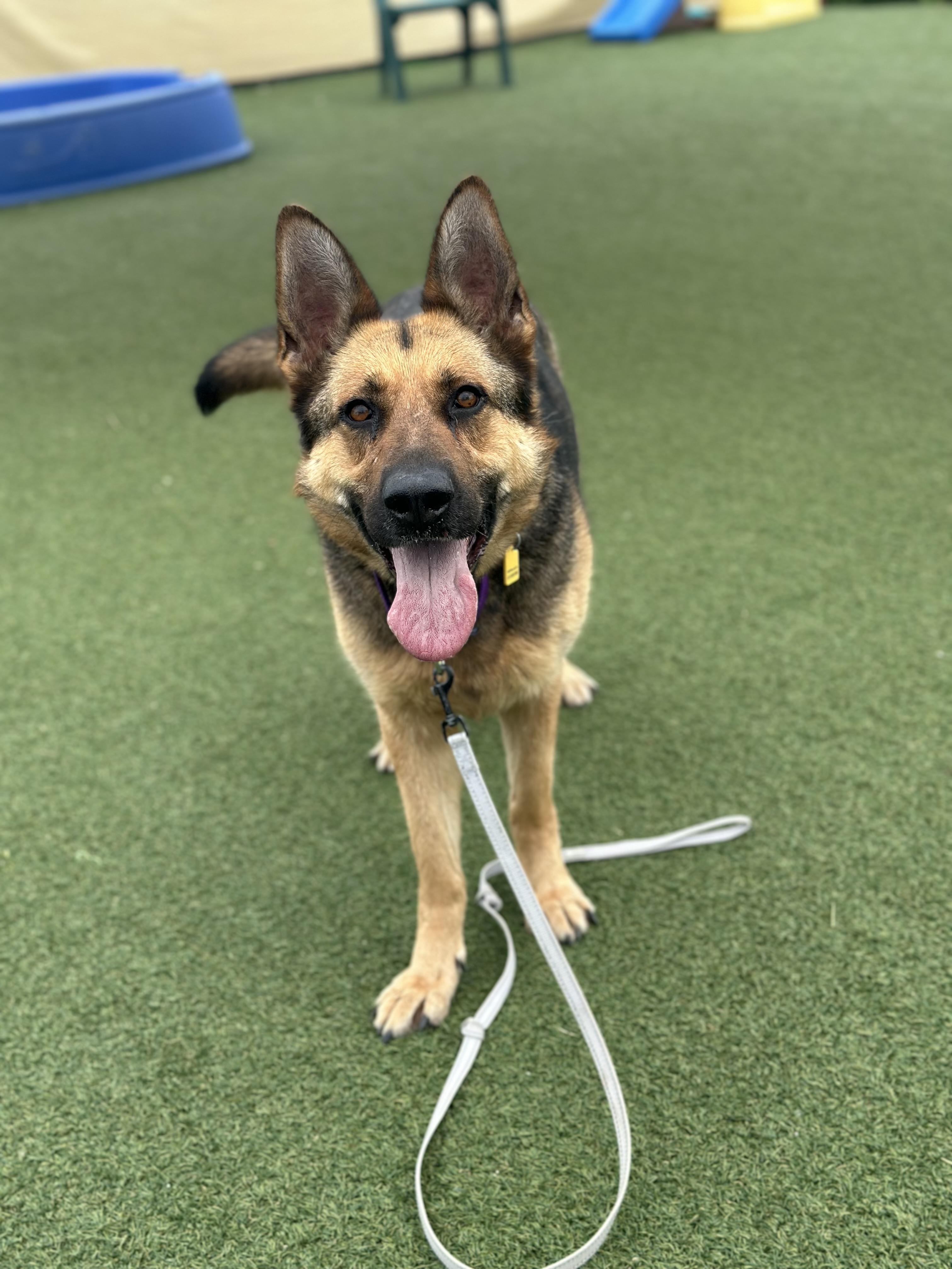 Enlarge Darby, an adopted mixed breed in Cleveland, OH image 3/6
