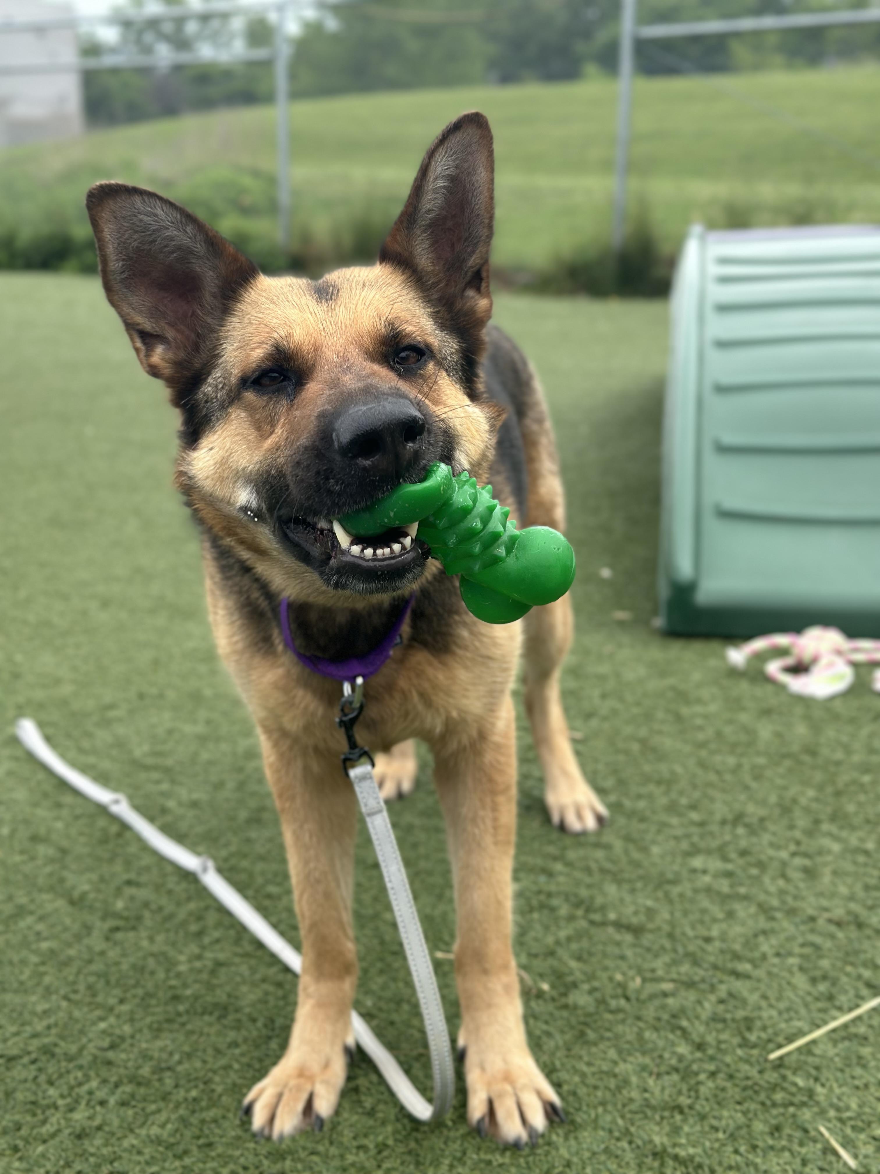 Enlarge Darby, an adopted mixed breed in Cleveland, OH image 2/6