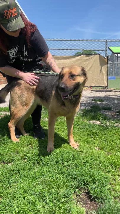 Enlarge Darby, an adopted mixed breed in Cleveland, OH video 5/6