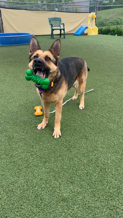 Enlarge Darby, an adopted mixed breed in Cleveland, OH video 6/6