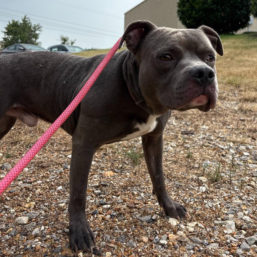 Blue Cheese, Adoptable, Adult Male Mixed Breed.