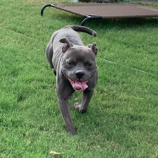 Blue Cheese, a Adoptable Mixed Breed in Bentonville, AR image 2/6