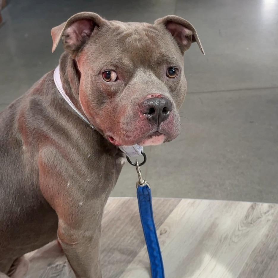 Blue Cheese, a Adoptable Mixed Breed in Bentonville, AR image 3/6