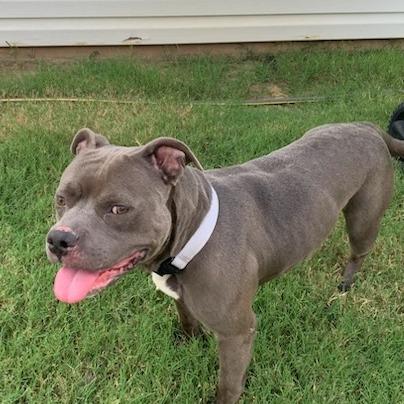 Blue Cheese, a Adoptable Mixed Breed in Bentonville, AR image 4/6
