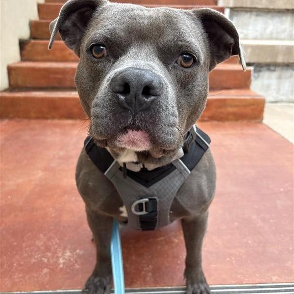 Enlarge Blue Cheese, a Adoptable Mixed Breed in Bentonville, AR image 5/6