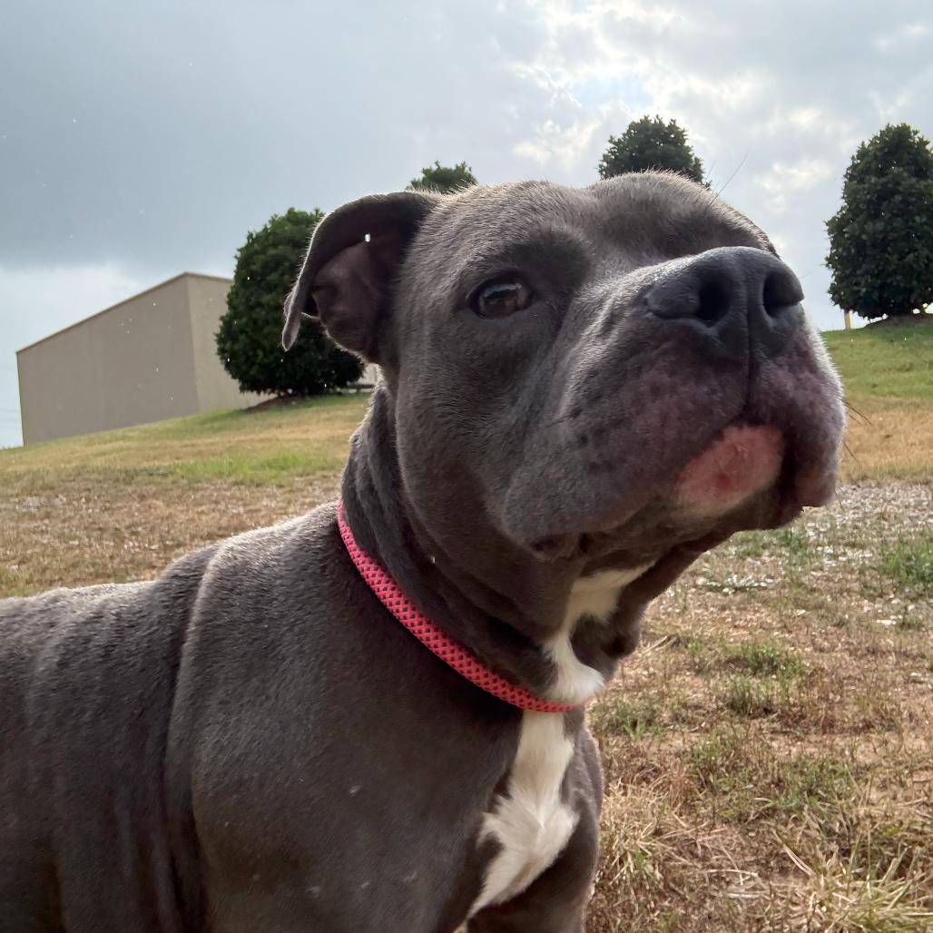 Blue Cheese, a Adoptable Mixed Breed in Bentonville, AR image 5/6