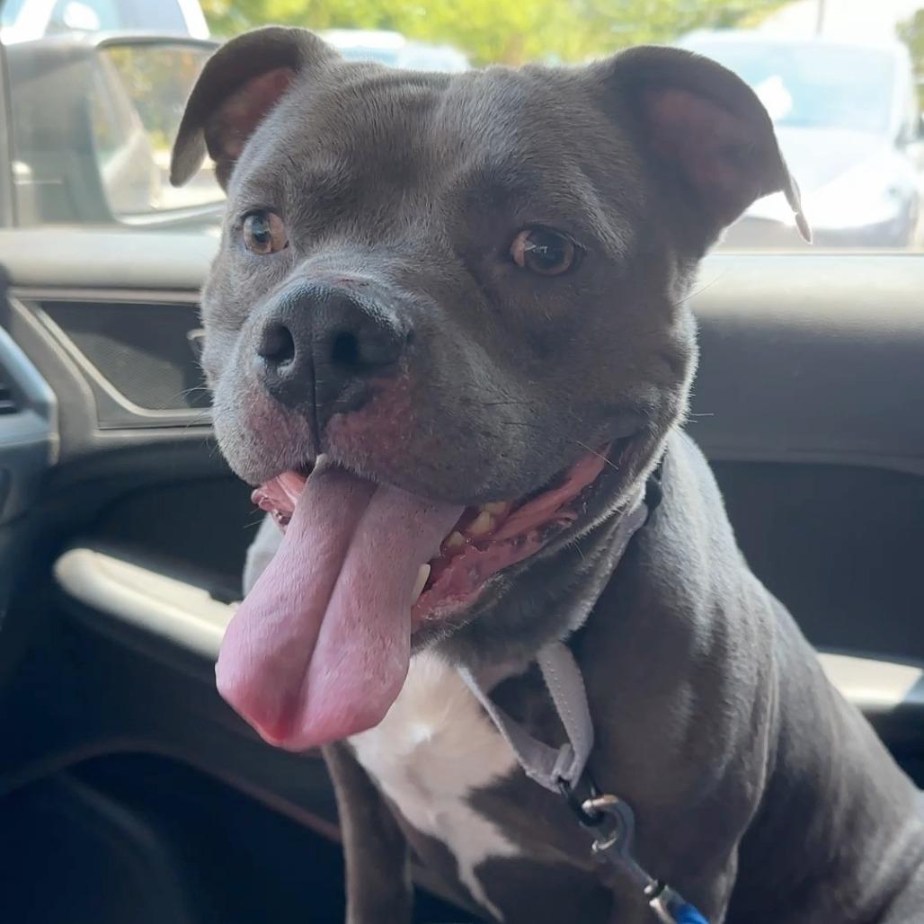 Blue Cheese, a Adoptable Mixed Breed in Bentonville, AR image 6/6