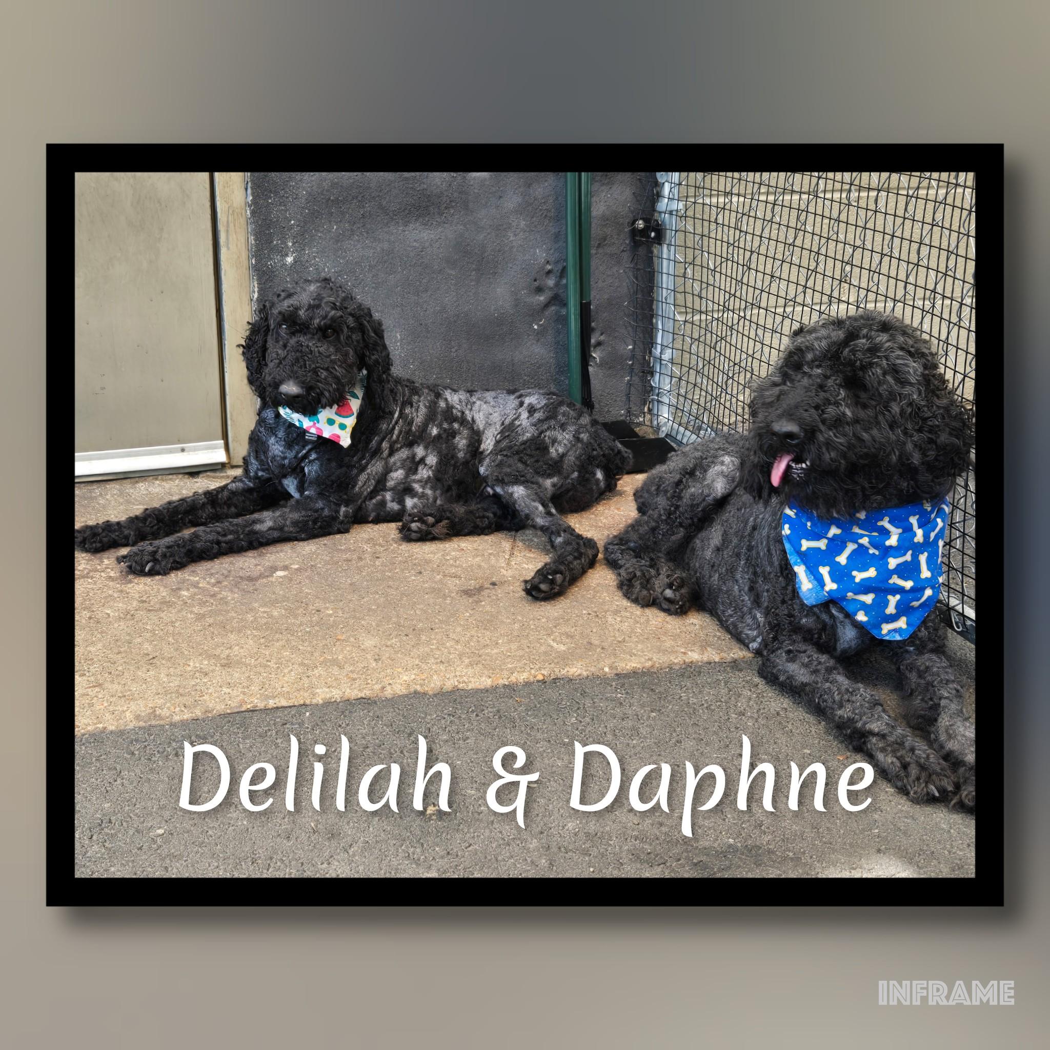 Delilah, an adopted Poodle in Fredericksburg, VA image 5/6