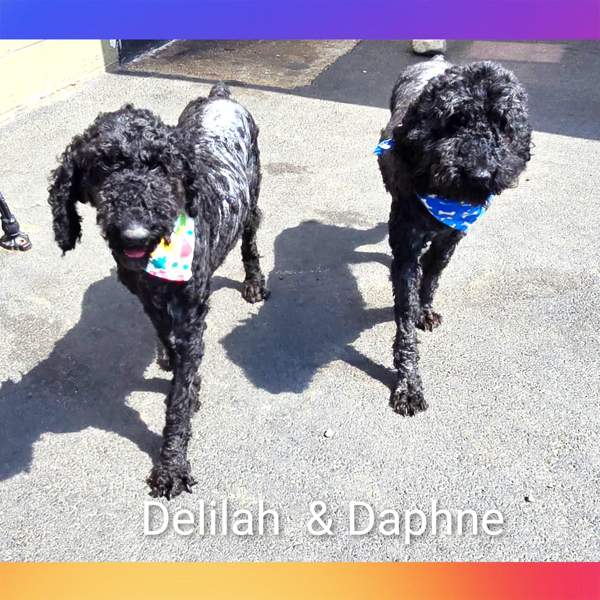 Delilah, an adopted Poodle in Fredericksburg, VA image 6/6