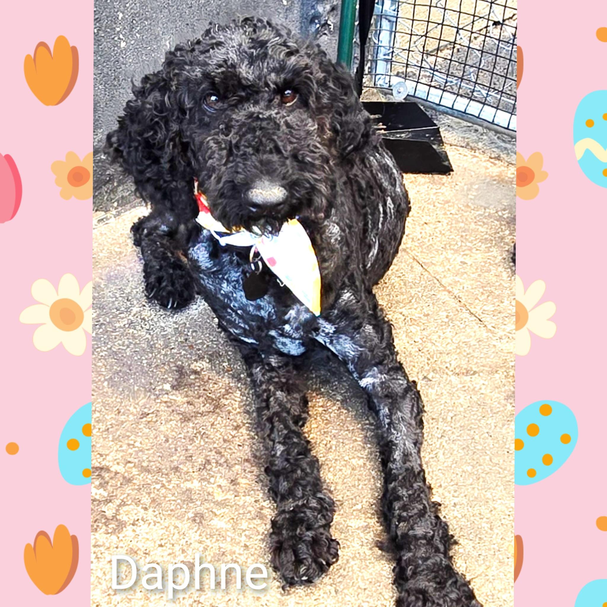 Delilah, an adopted Poodle in Fredericksburg, VA image 4/6