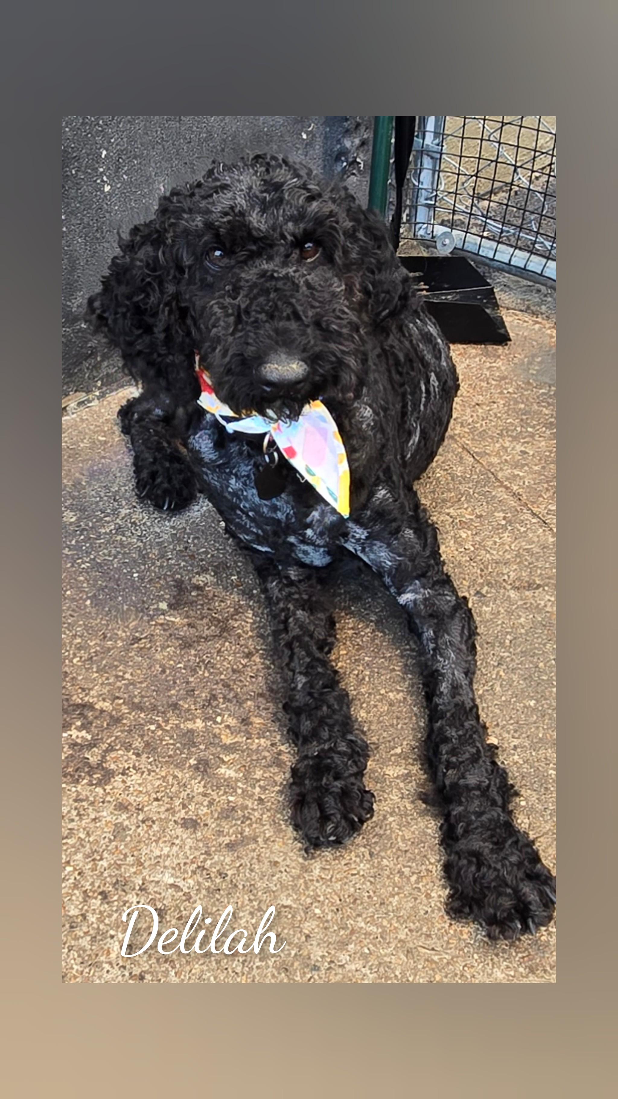 Delilah, an adopted Poodle in Fredericksburg, VA image 2/6