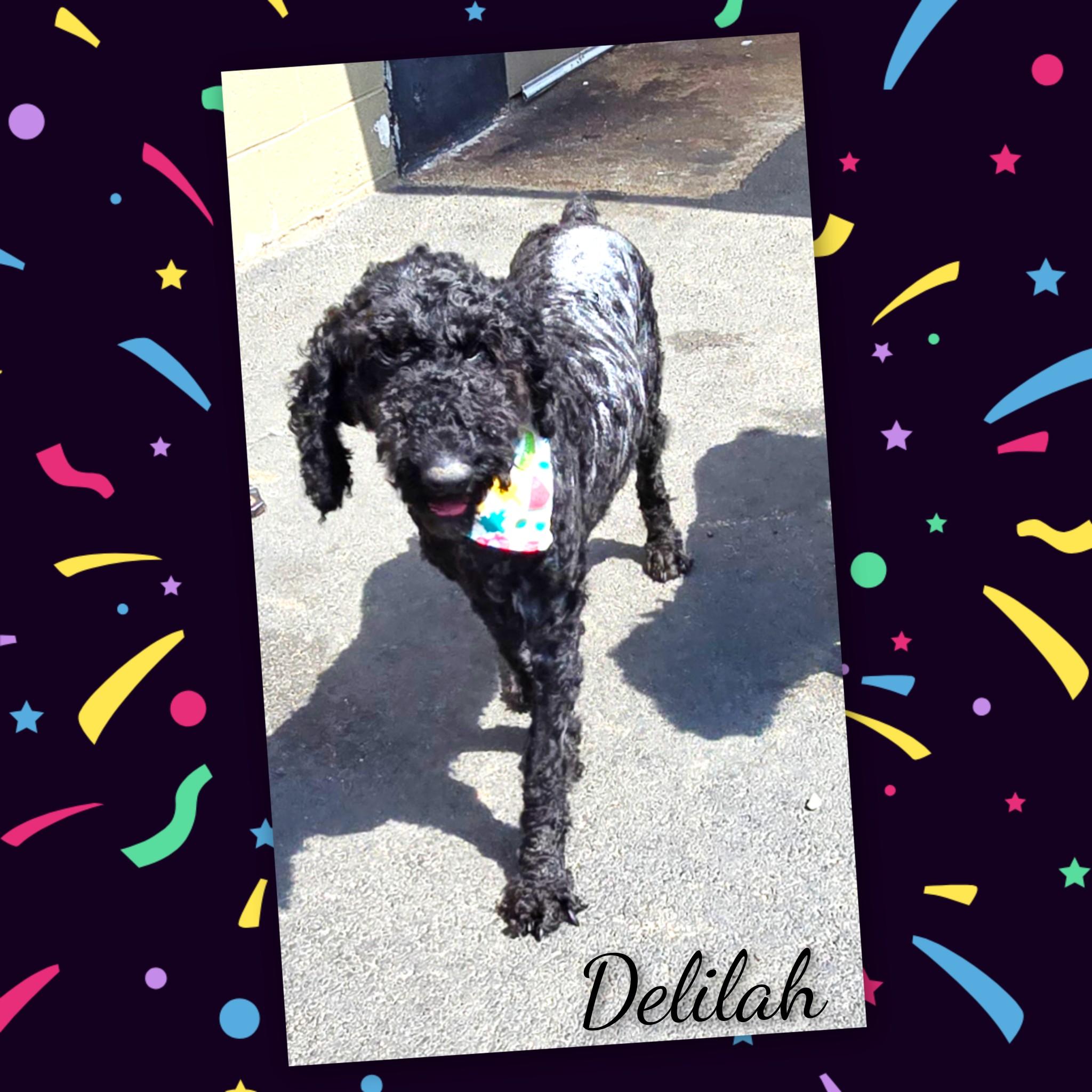 Delilah, adopted, Adult Female Poodle.