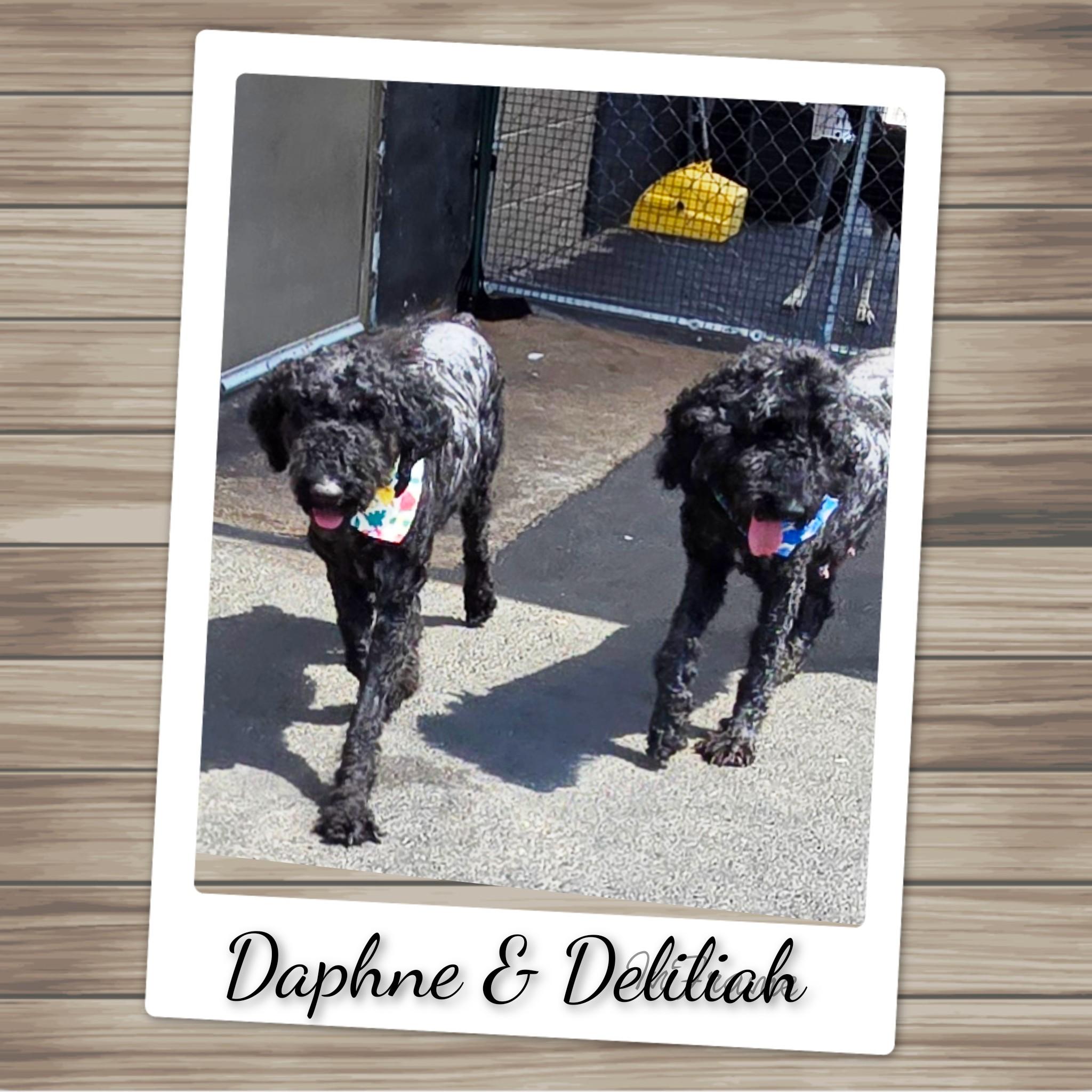 Delilah, an adopted Poodle in Fredericksburg, VA image 3/6