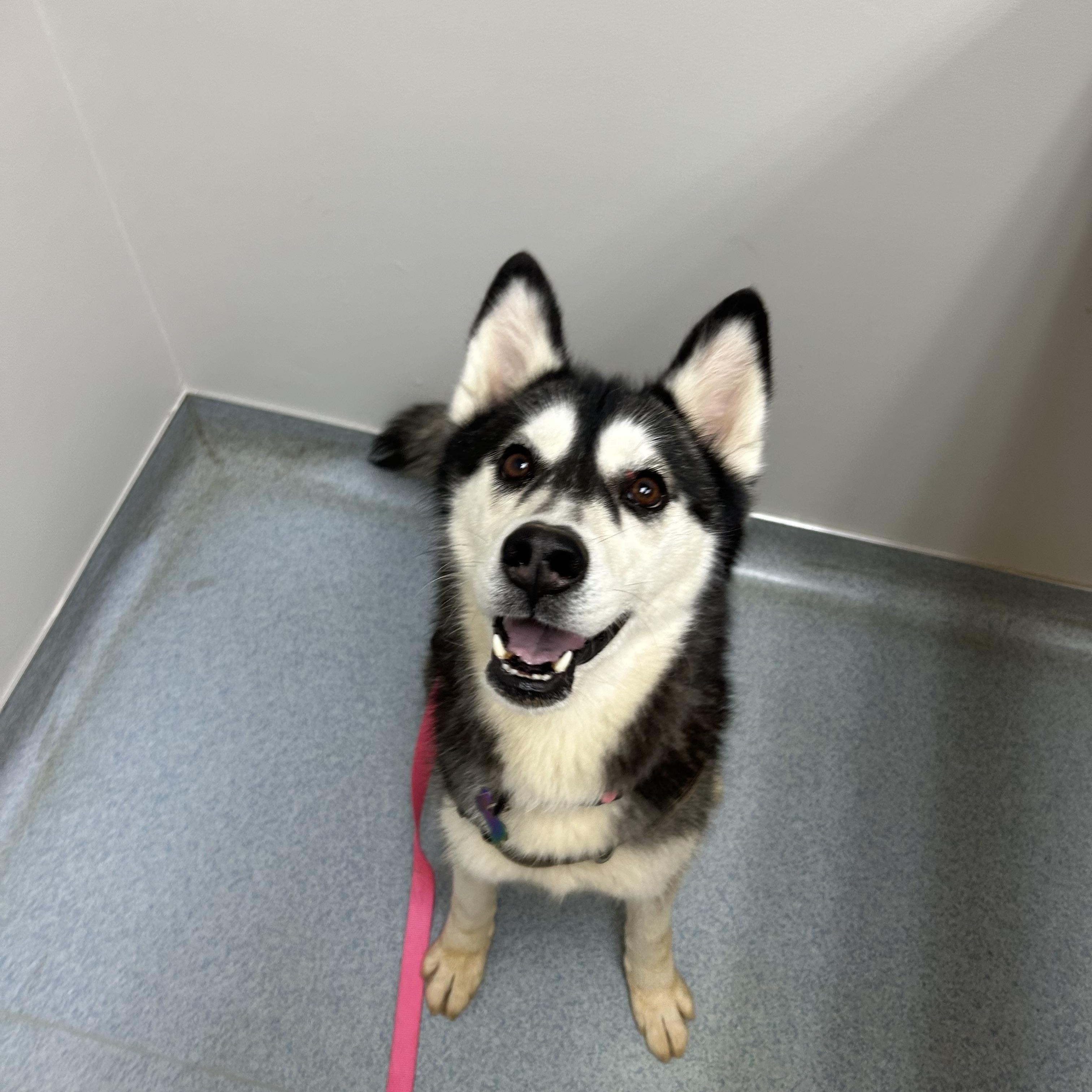 Arya, Adopted, Adult Female Siberian Husky.