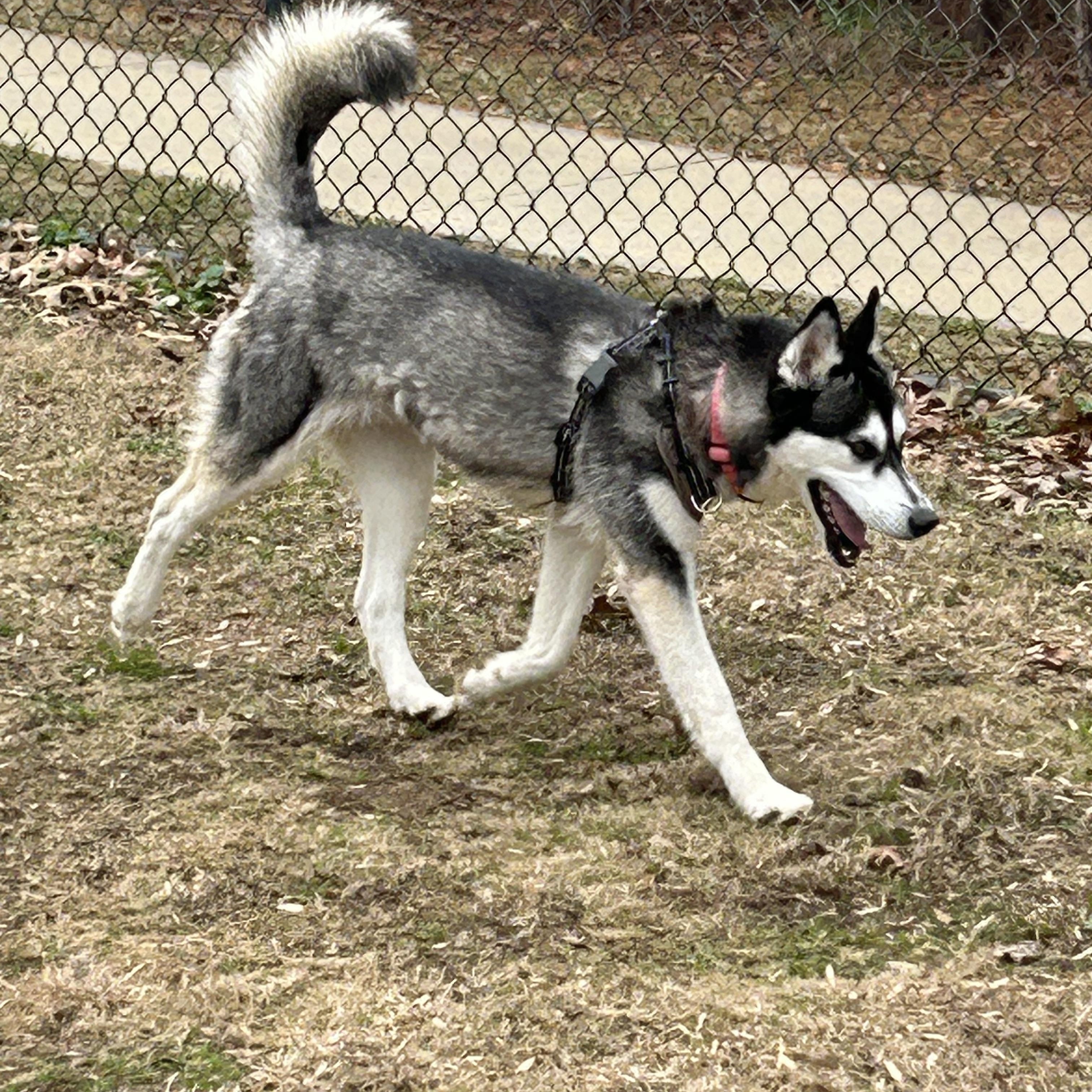 Enlarge Arya, a Adopted Siberian Husky in Lilburn, GA image 2/6