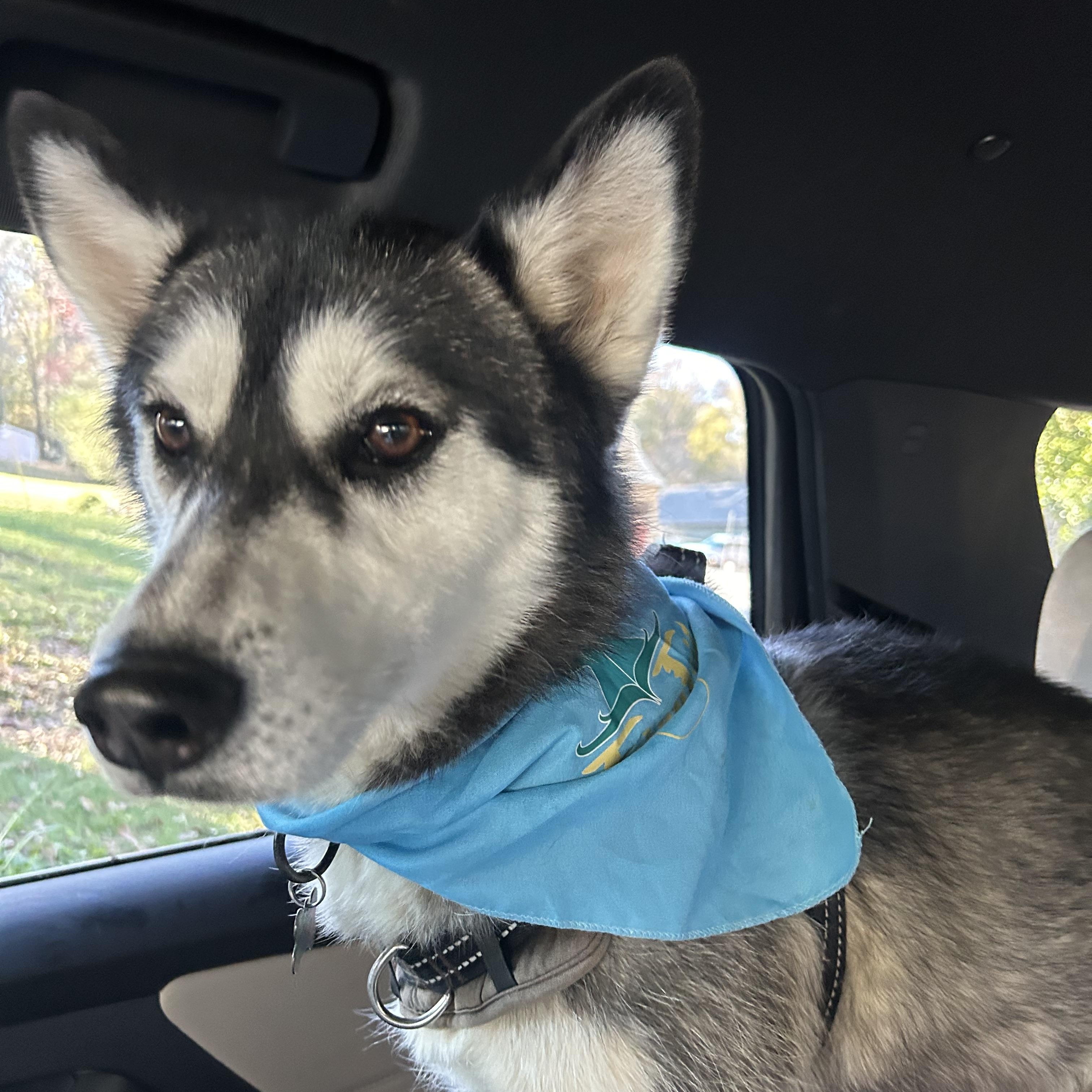 Enlarge Arya, a Adopted Siberian Husky in Lilburn, GA image 3/6