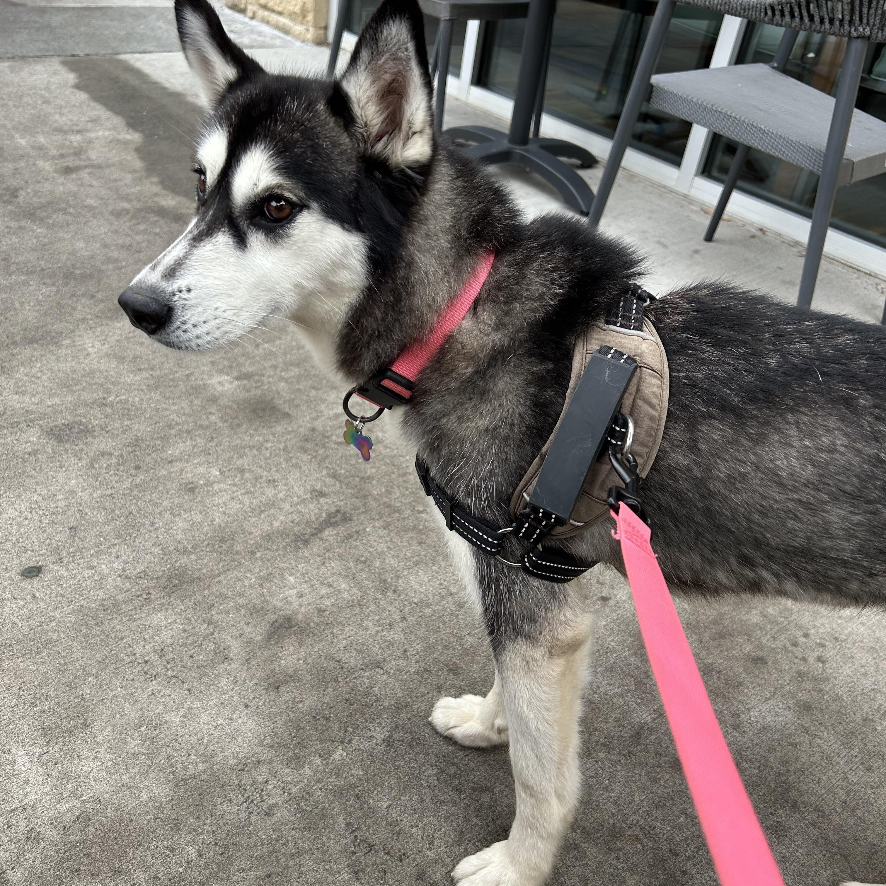 Enlarge Arya, a Adopted Siberian Husky in Lilburn, GA image 4/6