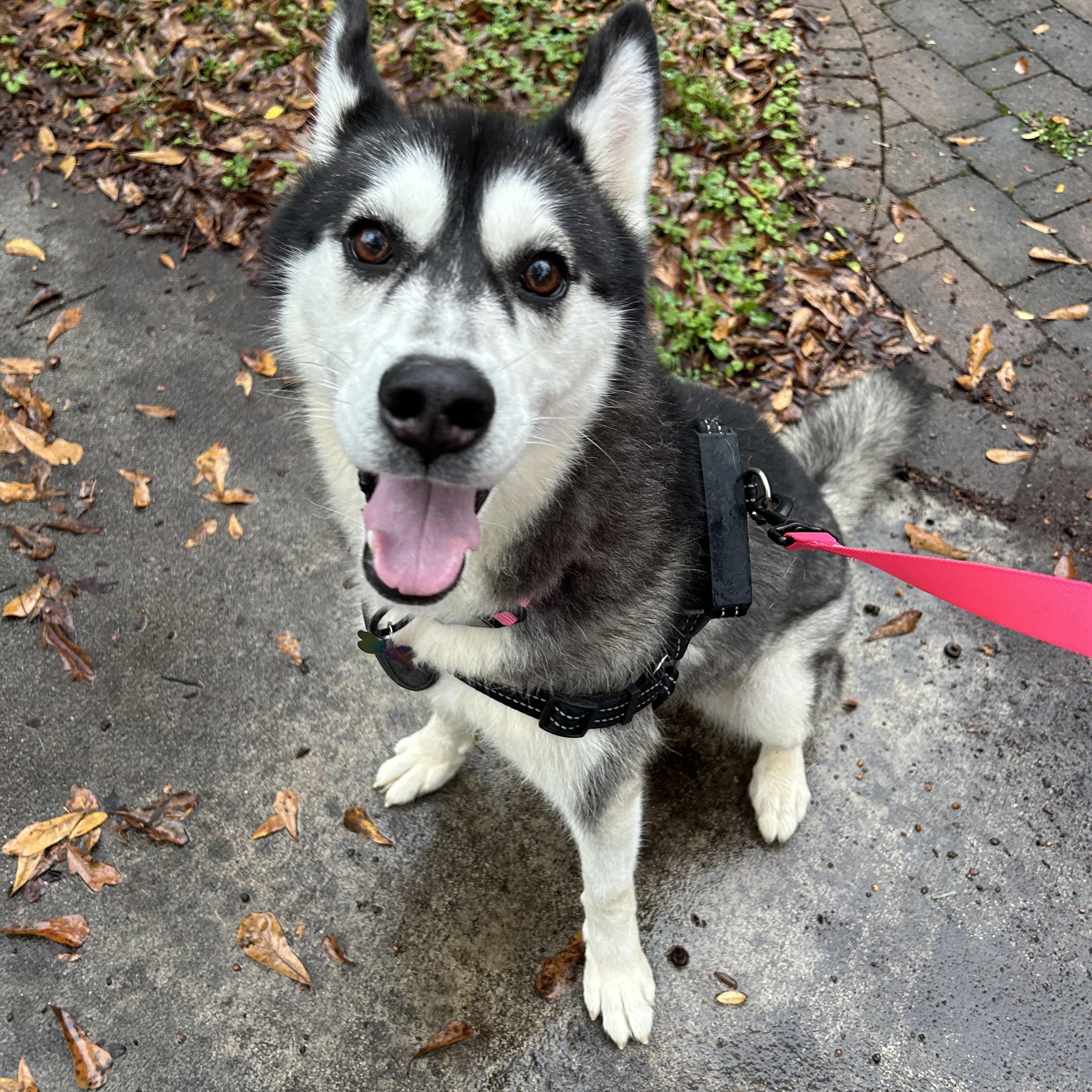 Enlarge Arya, a Adopted Siberian Husky in Lilburn, GA image 5/6