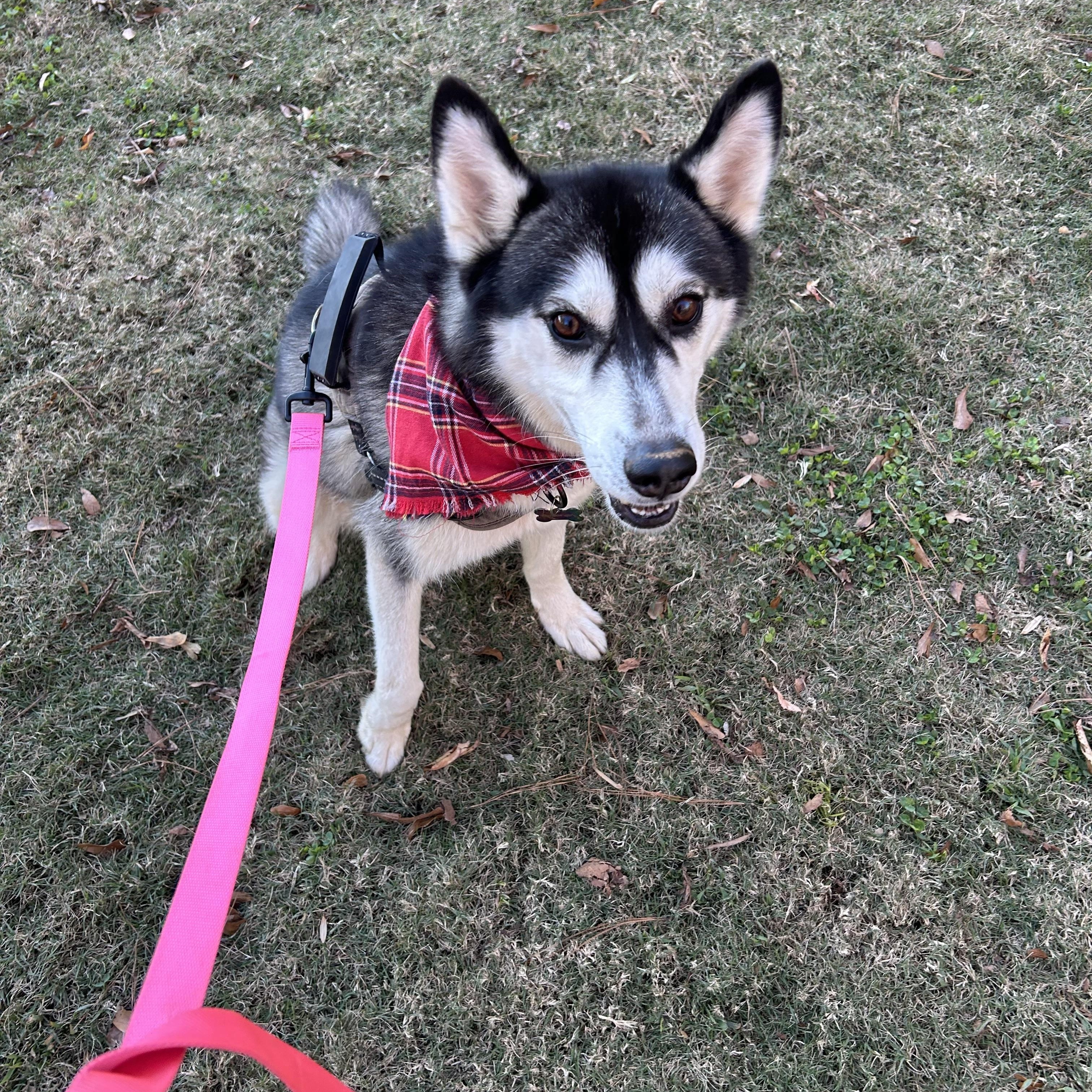 Enlarge Arya, a Adopted Siberian Husky in Lilburn, GA image 6/6