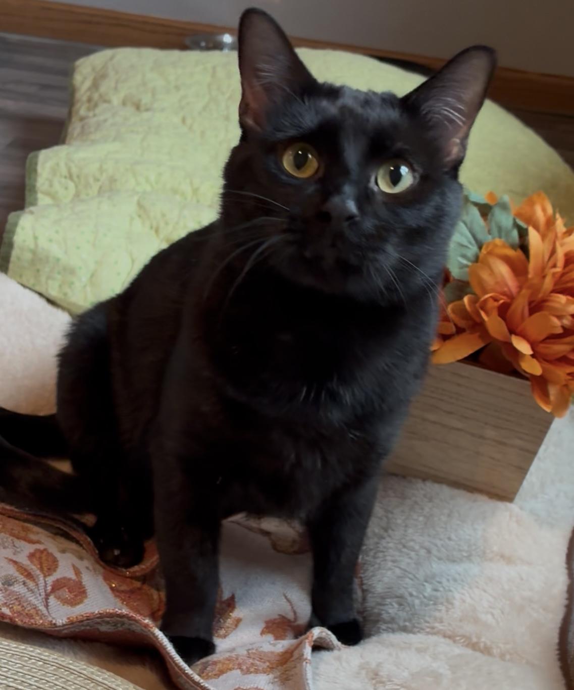 Milo, ADOPTABLE, Young Male Domestic Medium Hair.