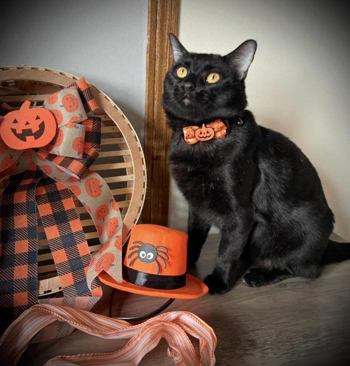 Enlarge Milo, a ADOPTABLE Domestic Medium Hair in Hatley, WI image 3/3