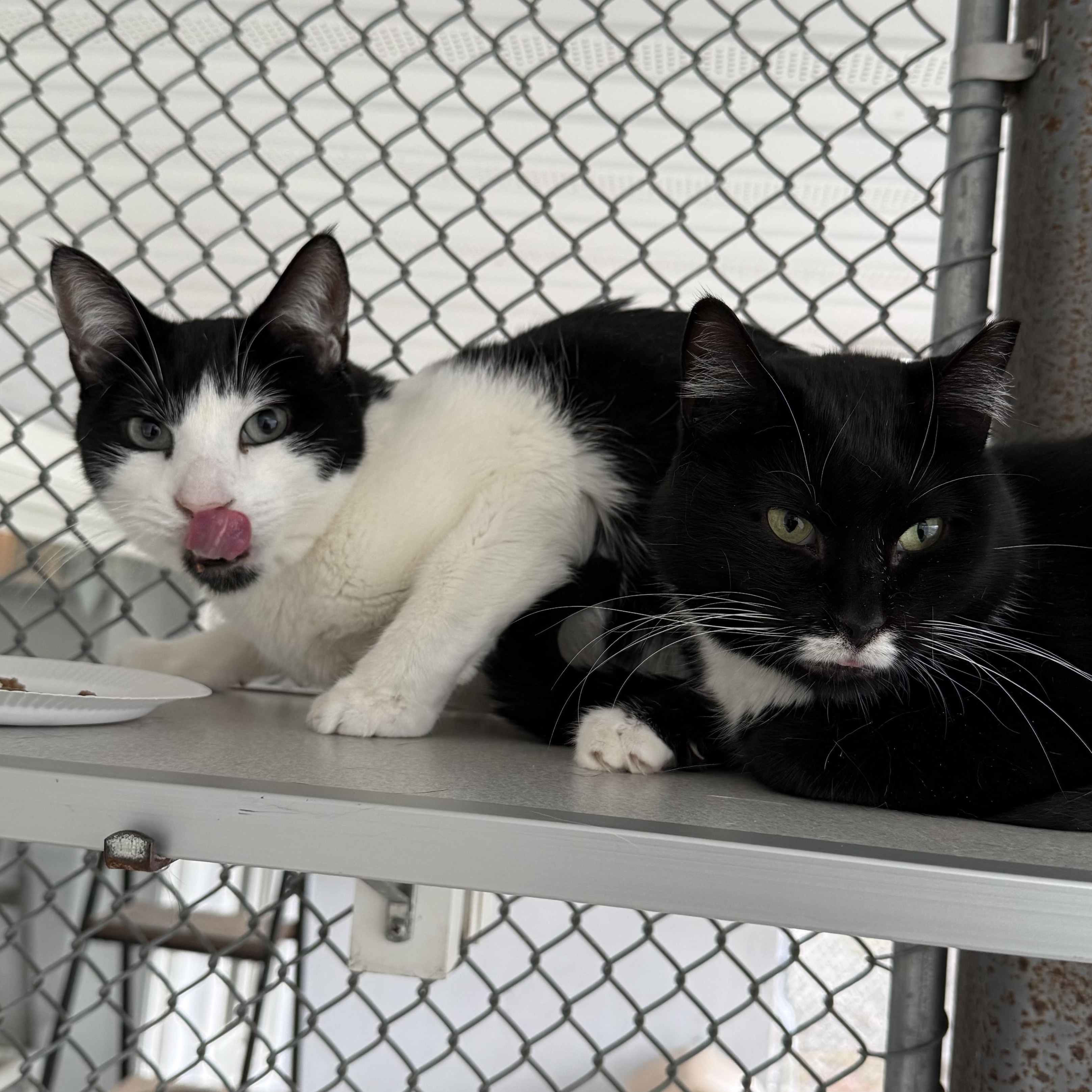 Enlarge Ralphie & Paige, a Adoptable mixed breed in West Milford, NJ image 1/6
