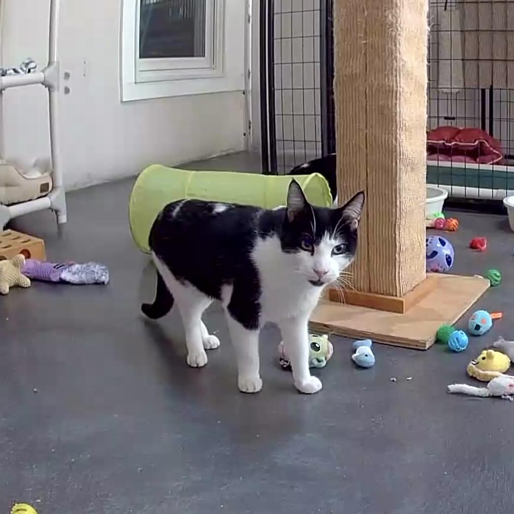 Ralphie, a Adoptable mixed breed in West Milford, NJ image 5/6