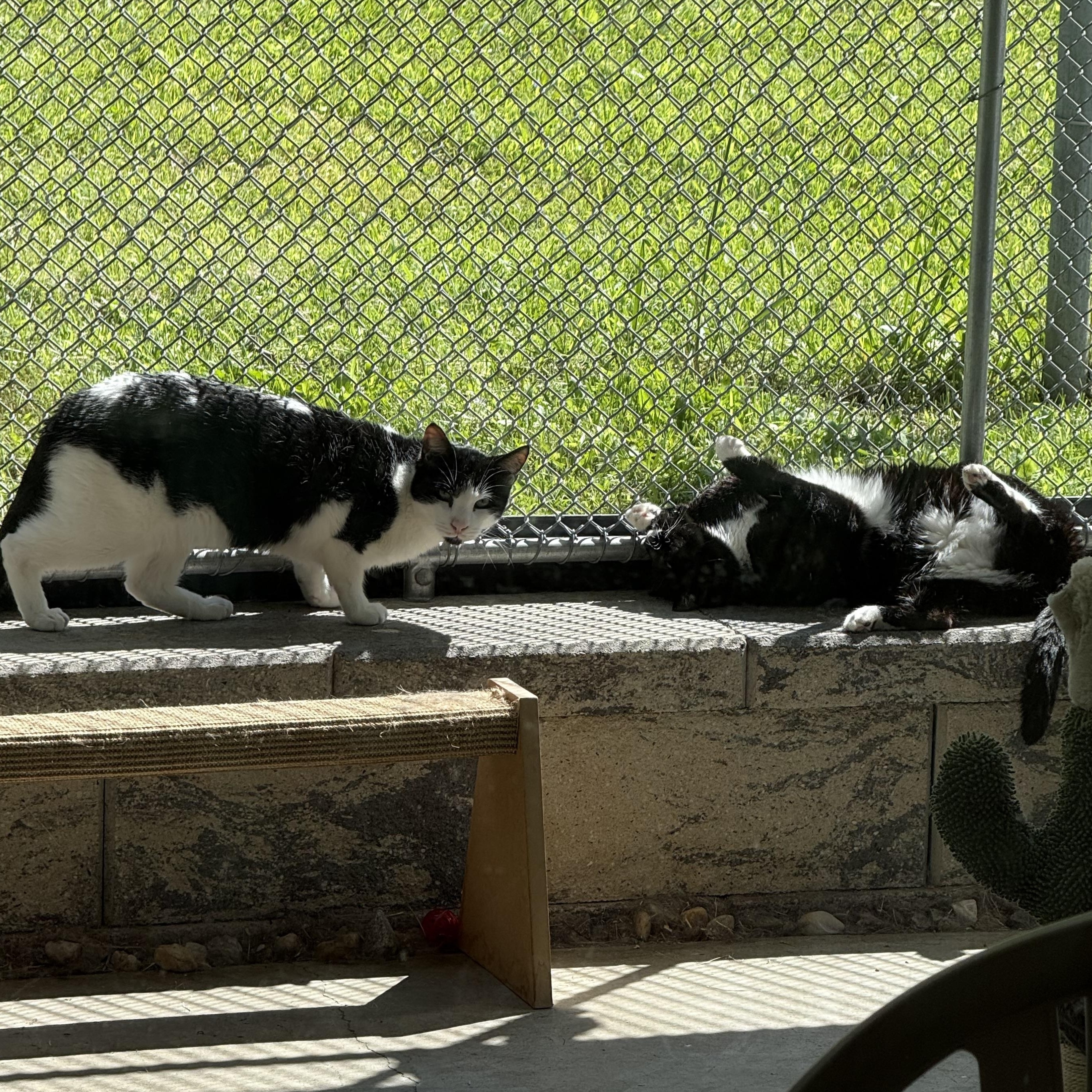 Enlarge Ralphie & Paige, a Adoptable mixed breed in West Milford, NJ image 6/6