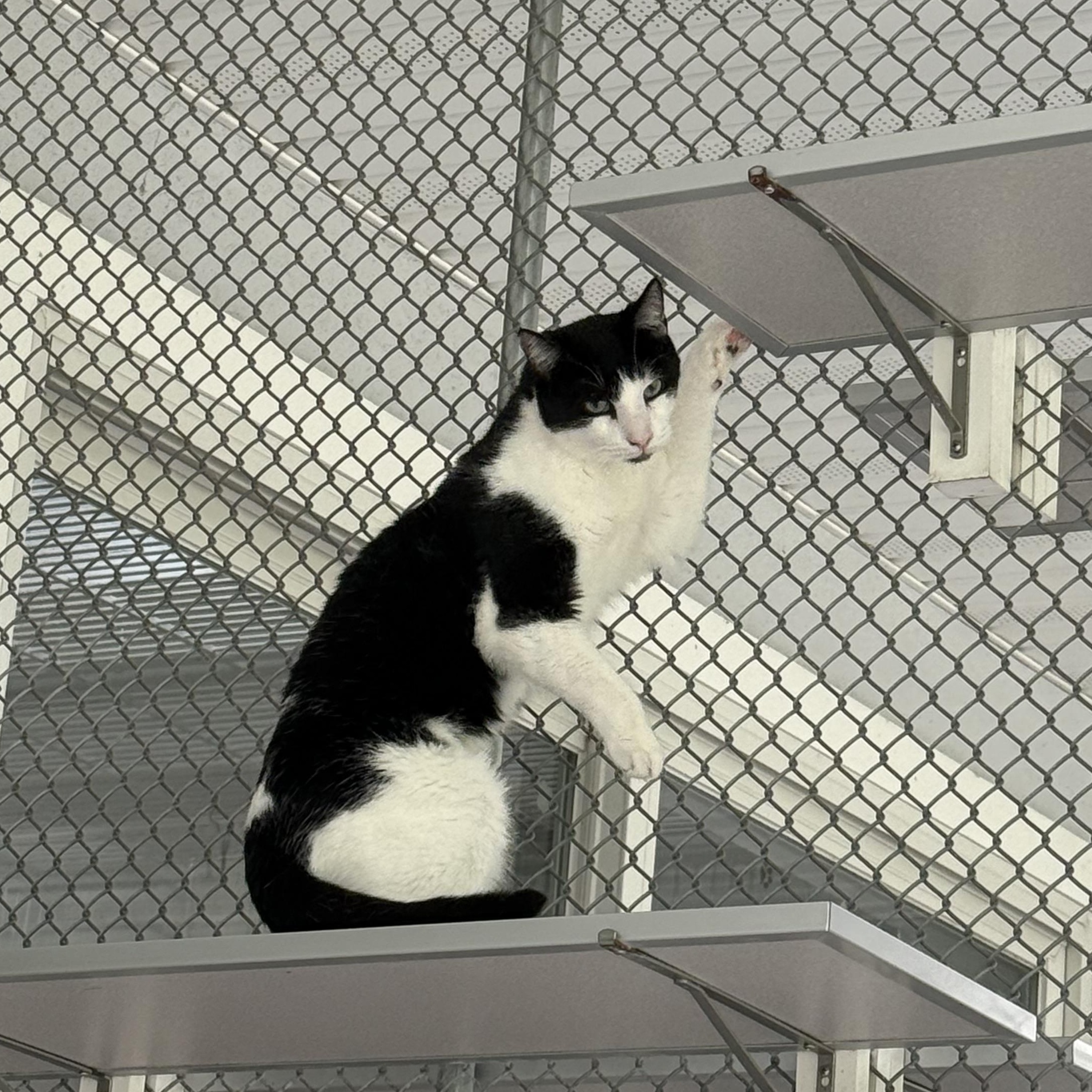 Ralphie — thumbnail 2