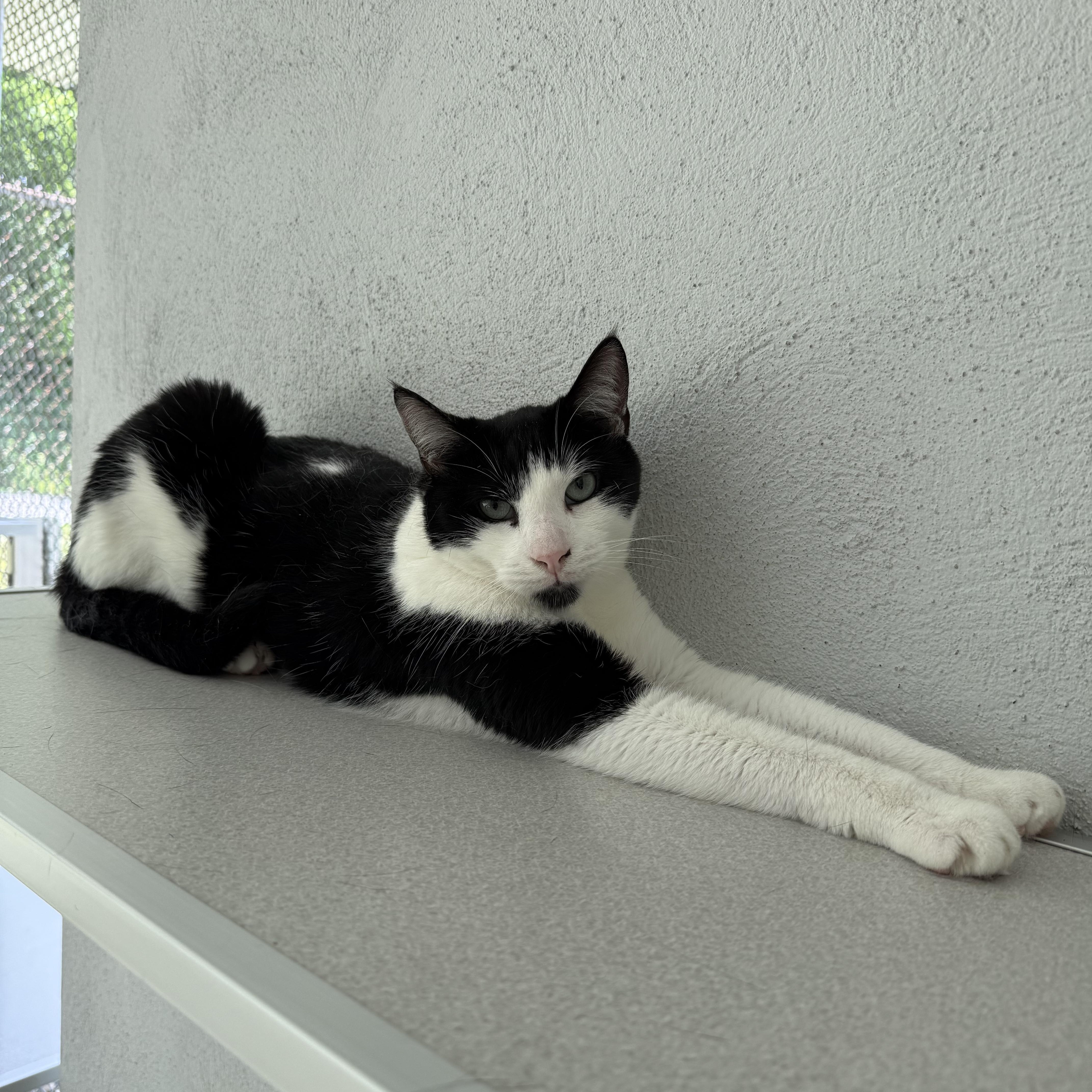 Ralphie, a Adoptable mixed breed in West Milford, NJ image 6/6