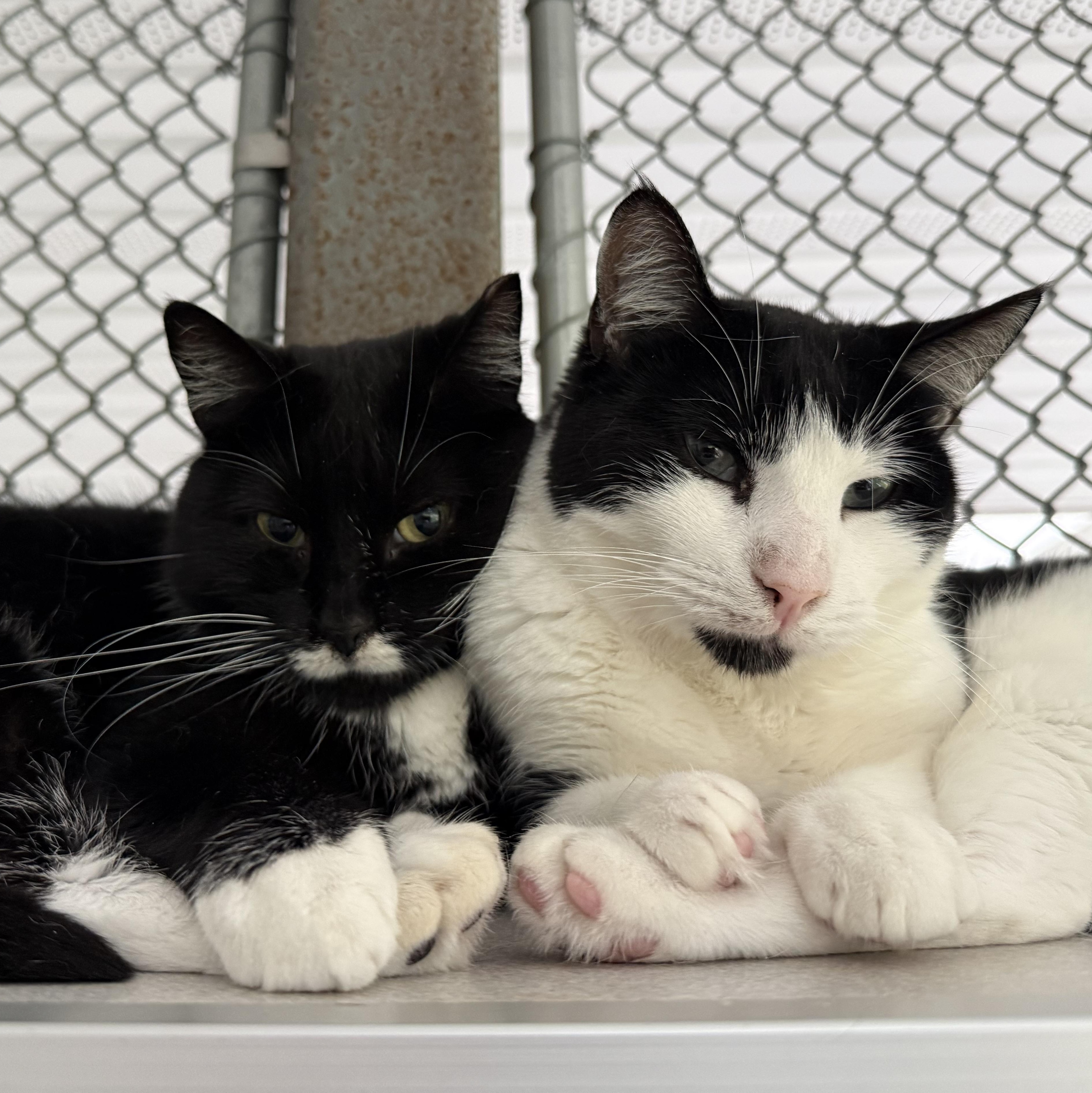 Enlarge Ralphie & Paige, a Adoptable mixed breed in West Milford, NJ image 4/6