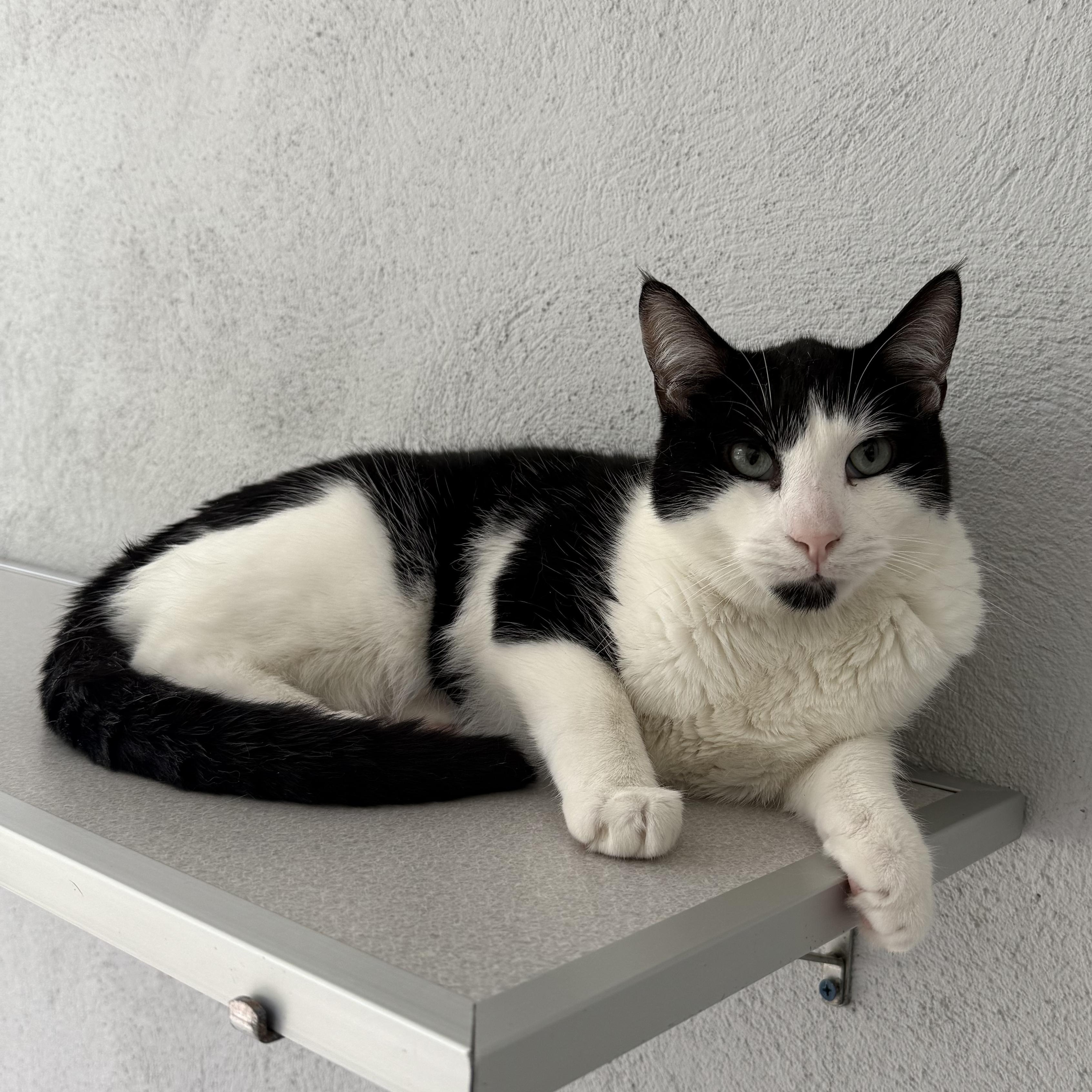 Ralphie, Adoptable, Senior Male Domestic Short Hair.