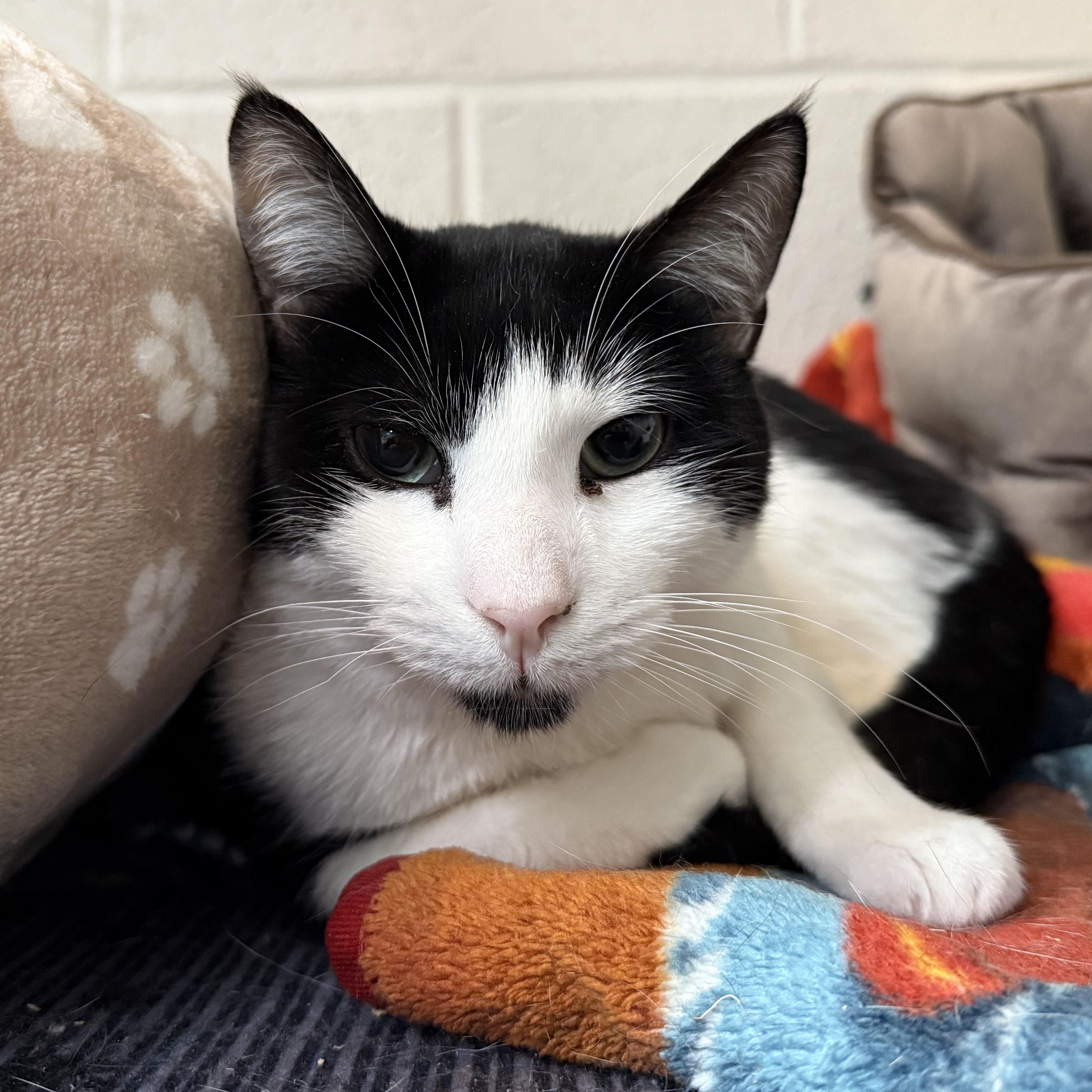 Ralphie, a Adoptable mixed breed in West Milford, NJ image 3/6