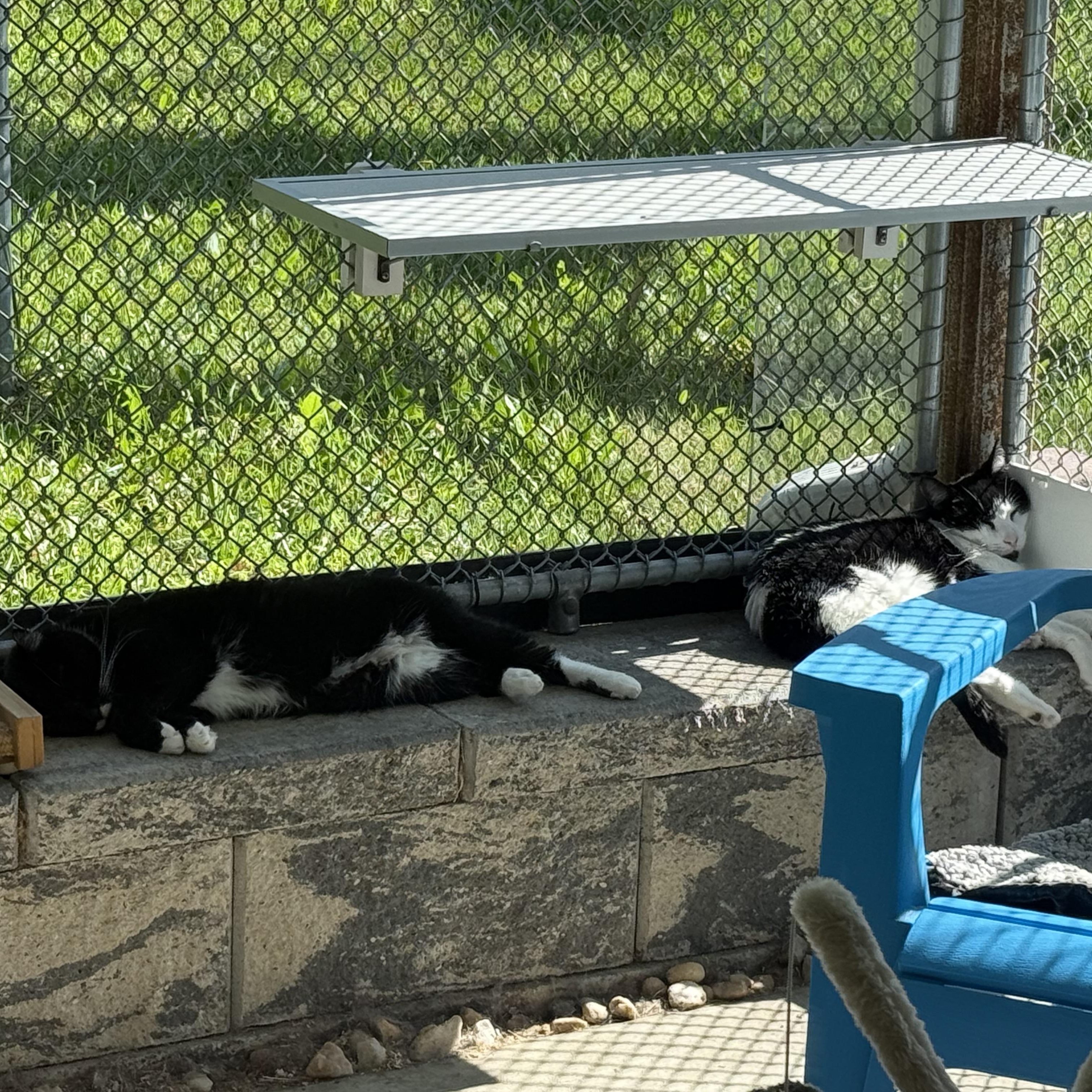 Enlarge Ralphie & Paige, a Adoptable mixed breed in West Milford, NJ image 2/6